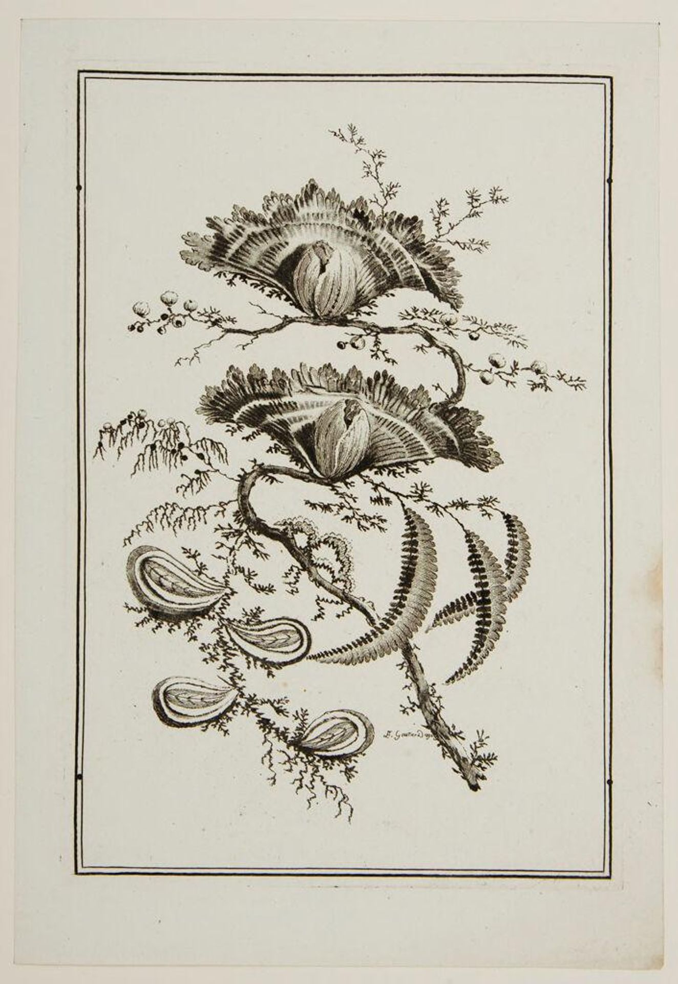 Ideal Flowers: sprig with 2 flowers resembling peacocks, 4 tail-feather-tear-shaped buds, 3 feathery fern-like leaves.  Chinoiserie floral print design, Louis XVI period, late 18th century. Indienne fabric pattern, Oberkampf printworks at Jouy by Arnauld-Ãloi Gautier D'Agoty