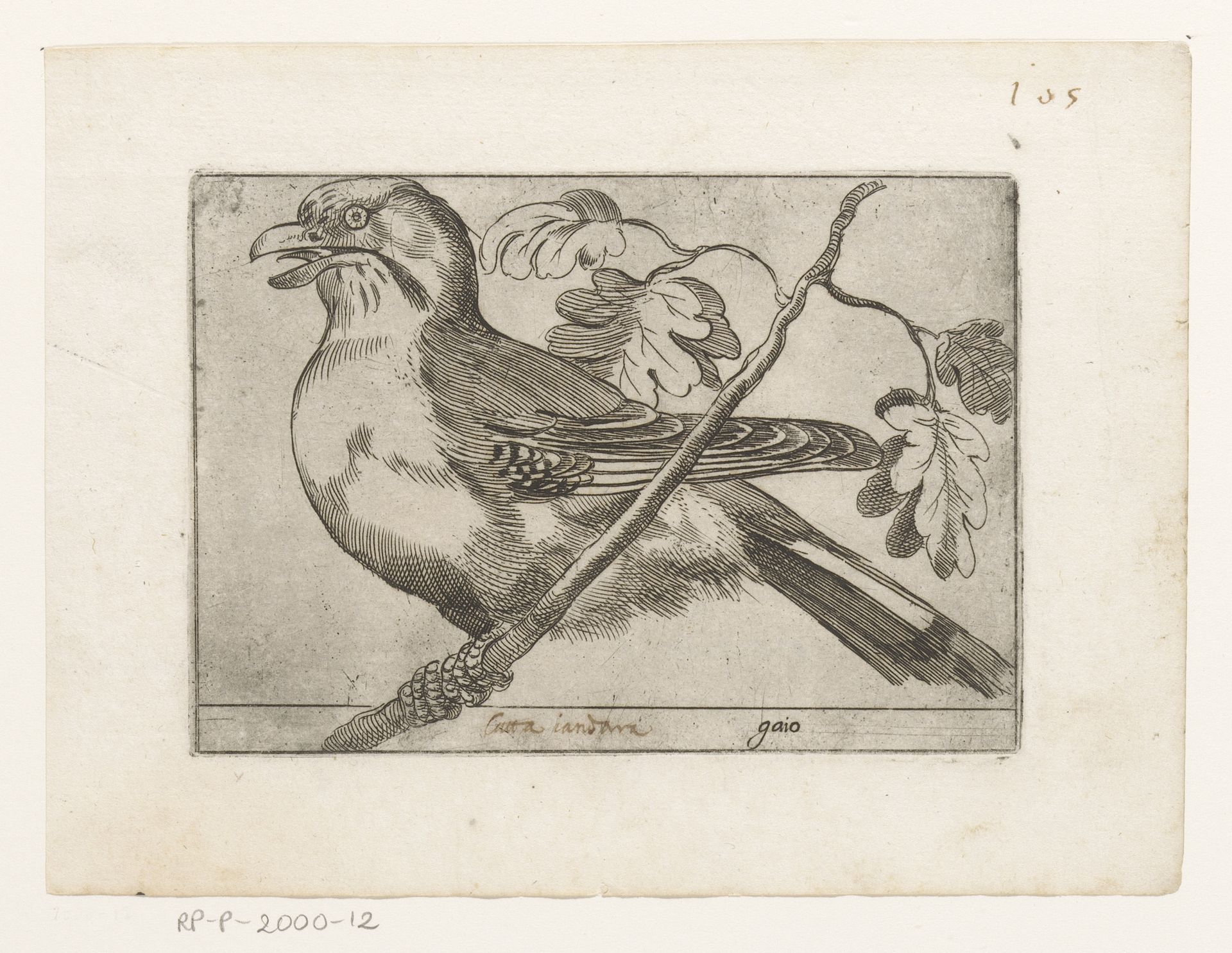 Gaai by Jacques de Fornazeris