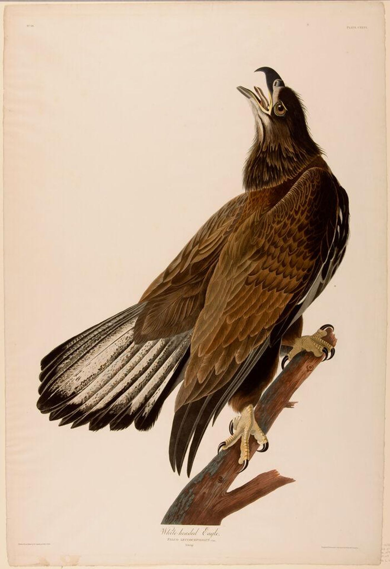 White-Headed Eagle by Robert Havell Jr.