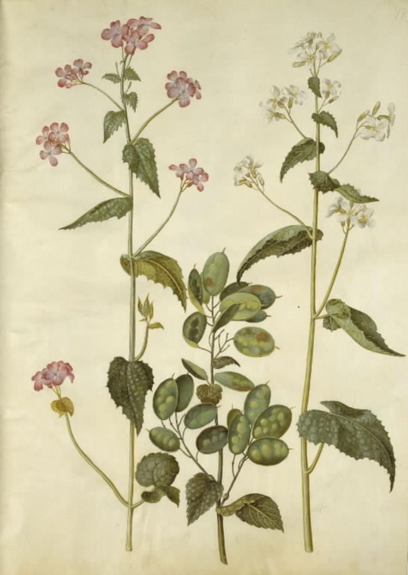 Lunaria annua (judaspenge) by Hans Simon Holtzbecker