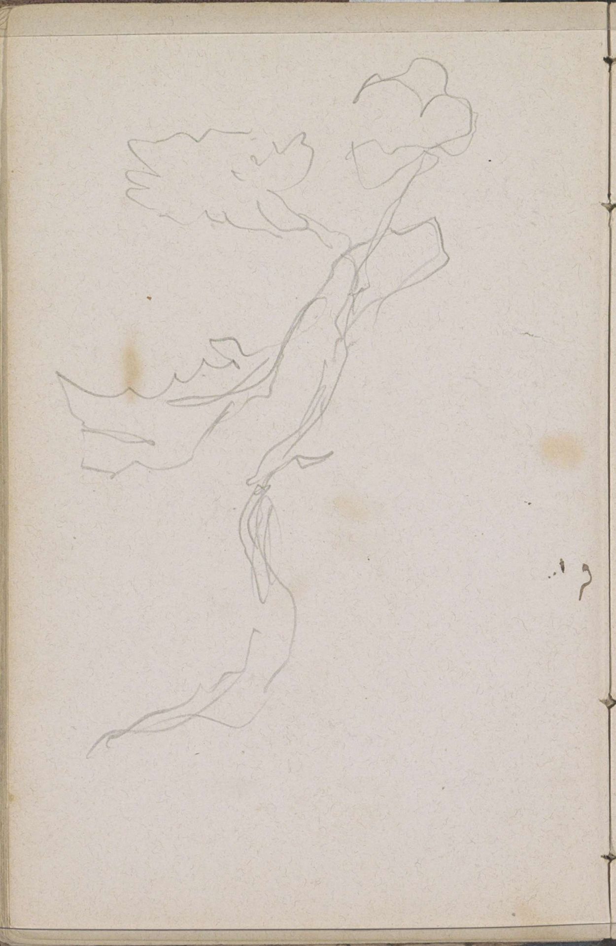 Tak van een plant by Johannes Tavenraat