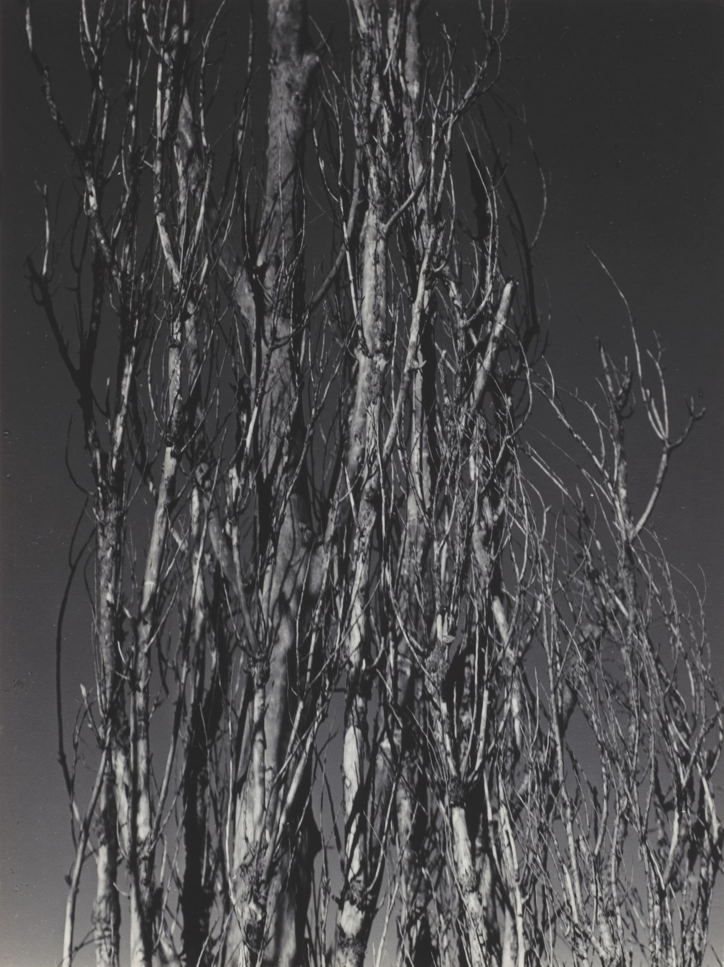 Poplar—Lake George by Alfred Stieglitz