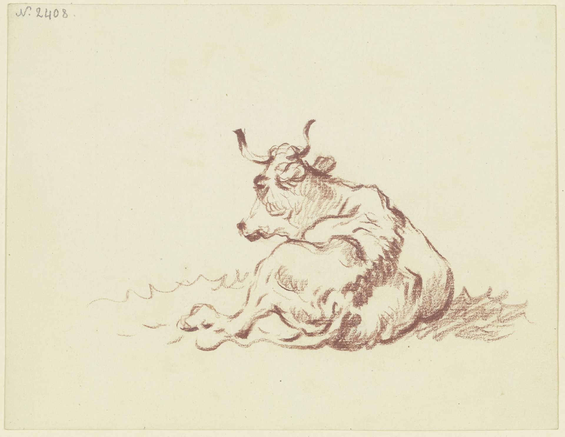 Liegendes Rind, in starker Verkürzung rückansichtig by Friedrich Wilhelm Hirt