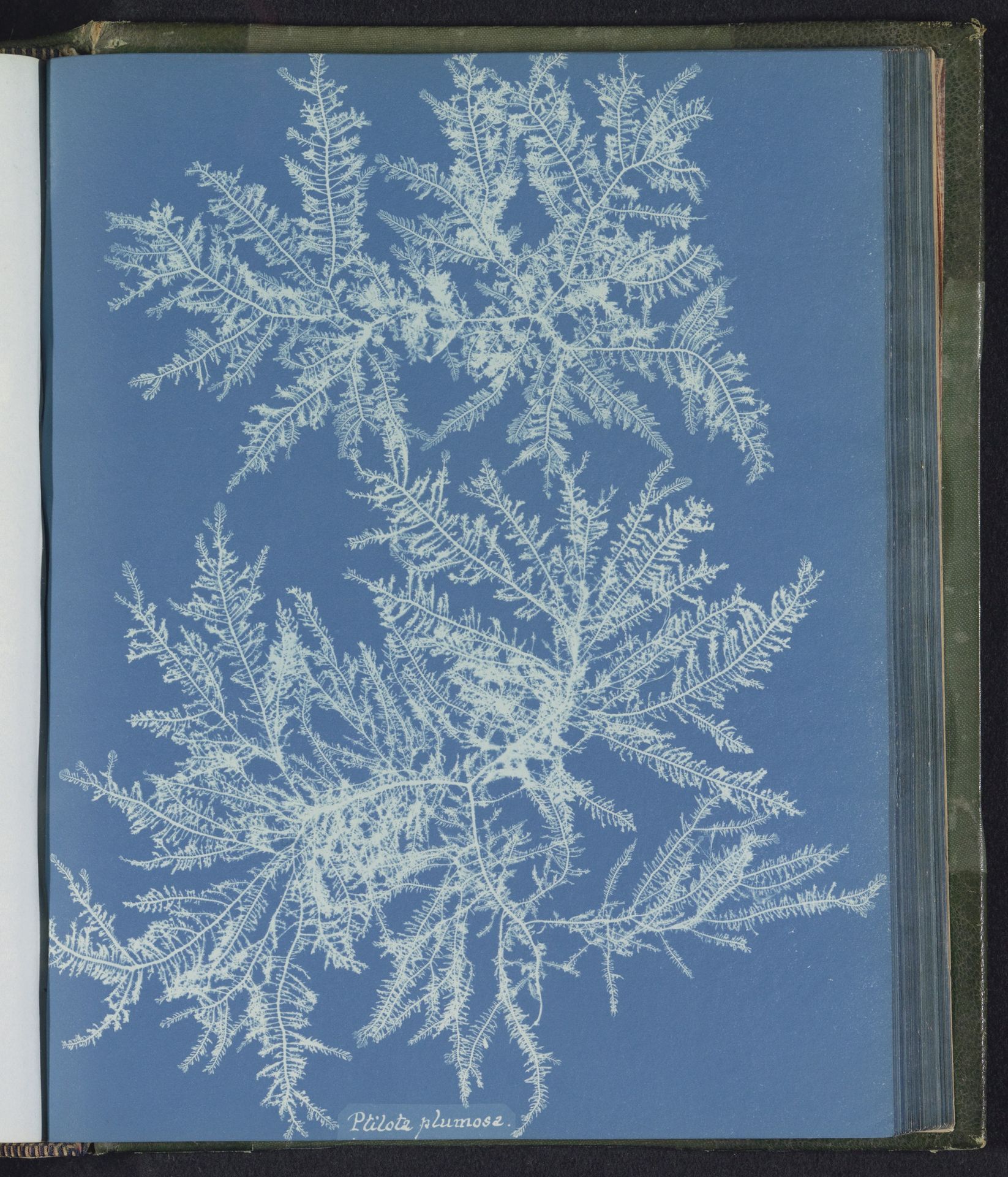 Ptilota plumosa by Anna Atkins