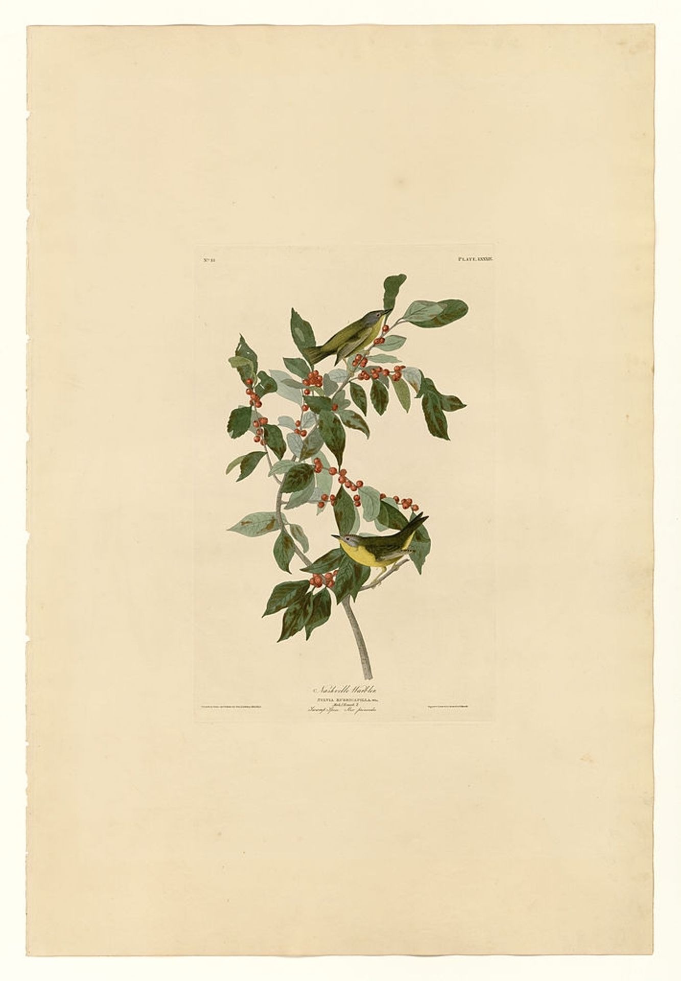 Plate 89 Nashville Warbler by John James Audubon