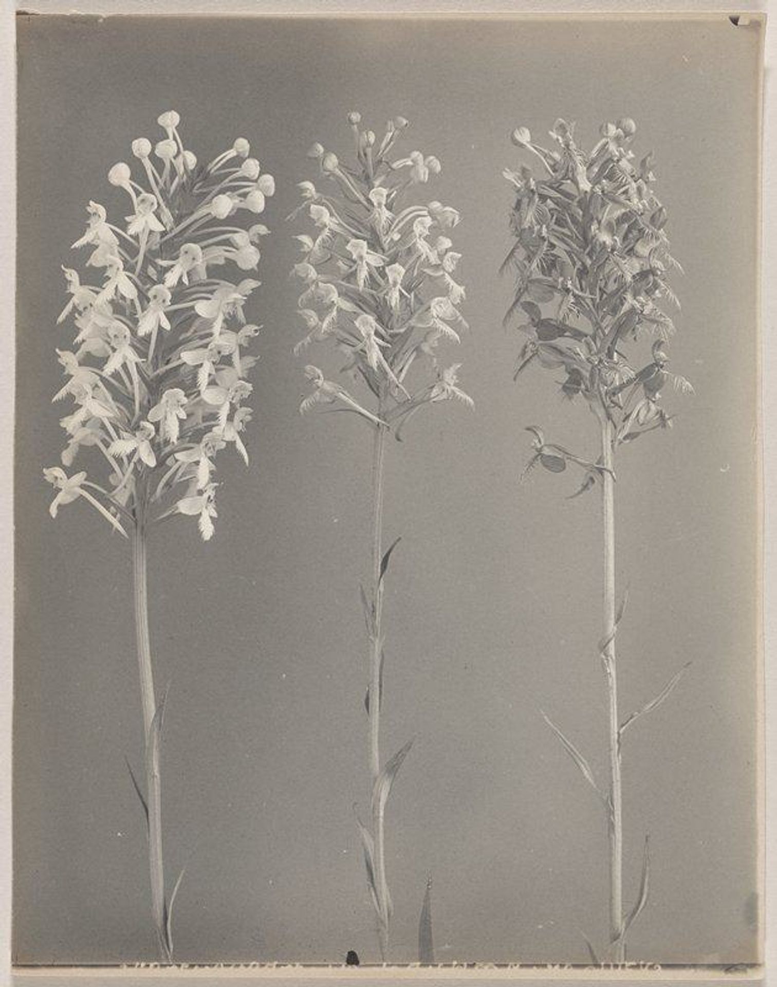 Habenaria blephariglottis- White Fringed Orchid and Habenaria ciliaris- Orange Fringed Orchid by Edwin Hale Lincoln