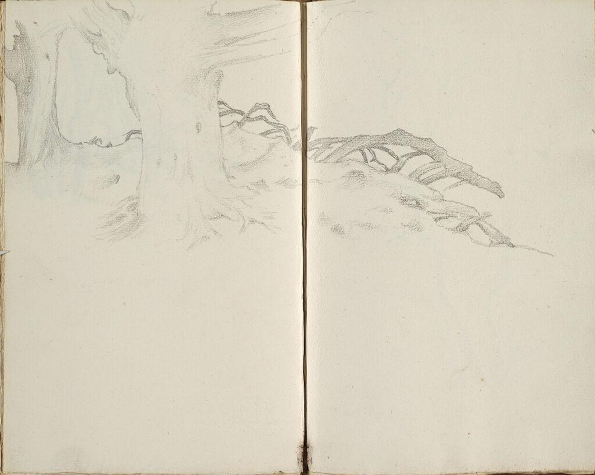 Tree Root (continues on page 36 verso); verso: Tree (continues on page 38 recto) by Edward Burne-Jones