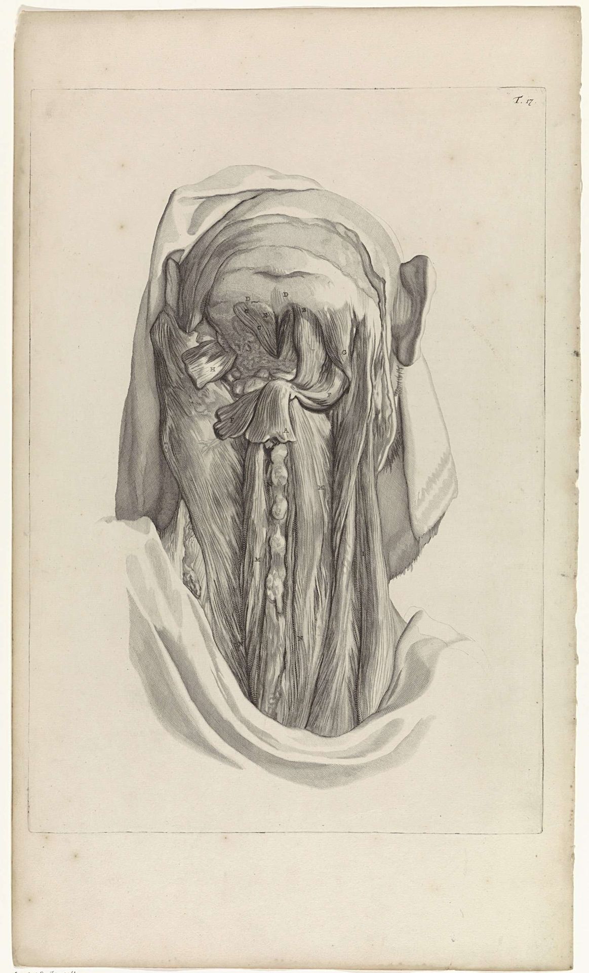Anatomische studie van de spieren van het achterhoofd en de nek by Pieter van Gunst