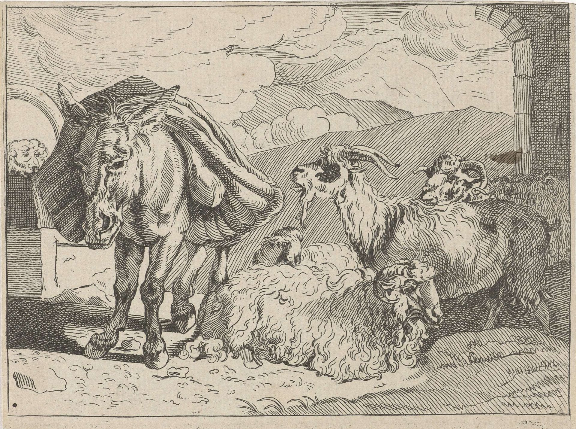 Ezel, schapen en een geit by Anonymous