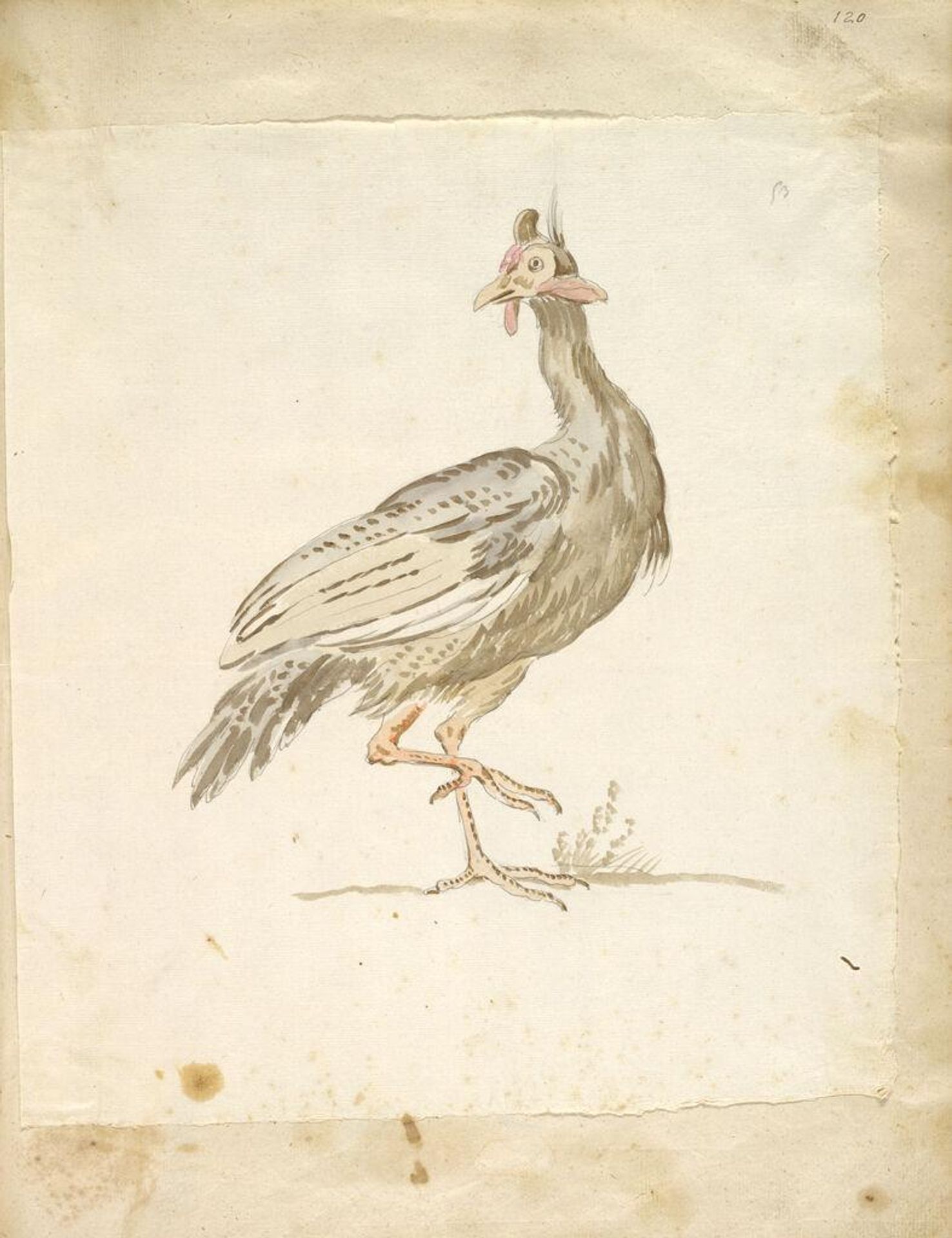 Guinea-fowl (?); verso: blank by Jean-Baptiste Oudry