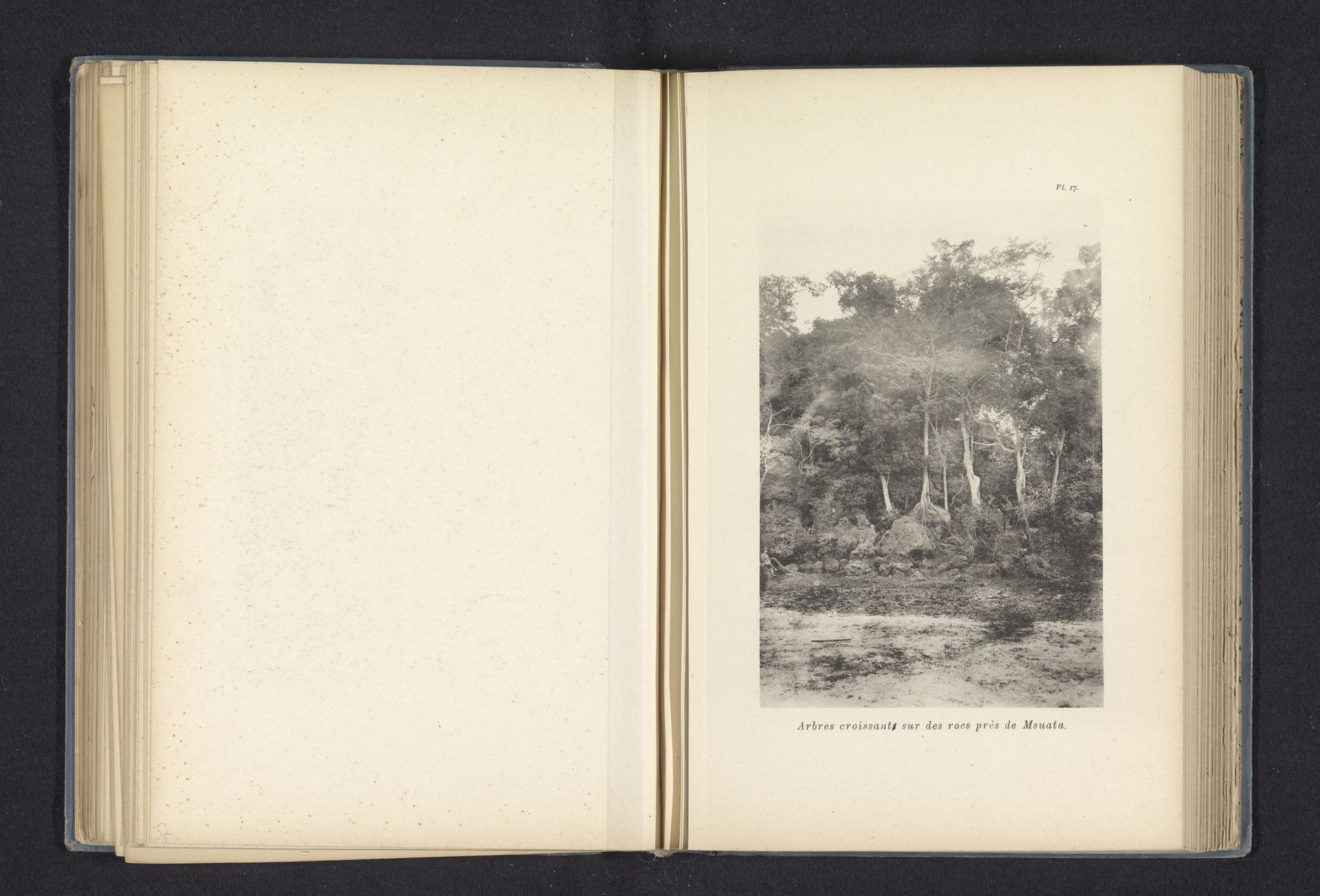 Bomen op rotsen nabij Msuata by Franz Thonner