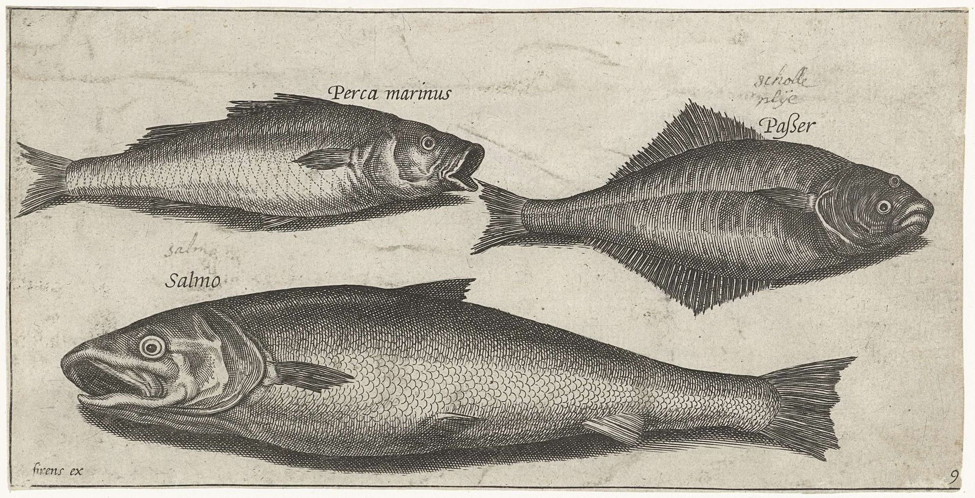Zeebaars, tong en een zalm by Pierre Firens