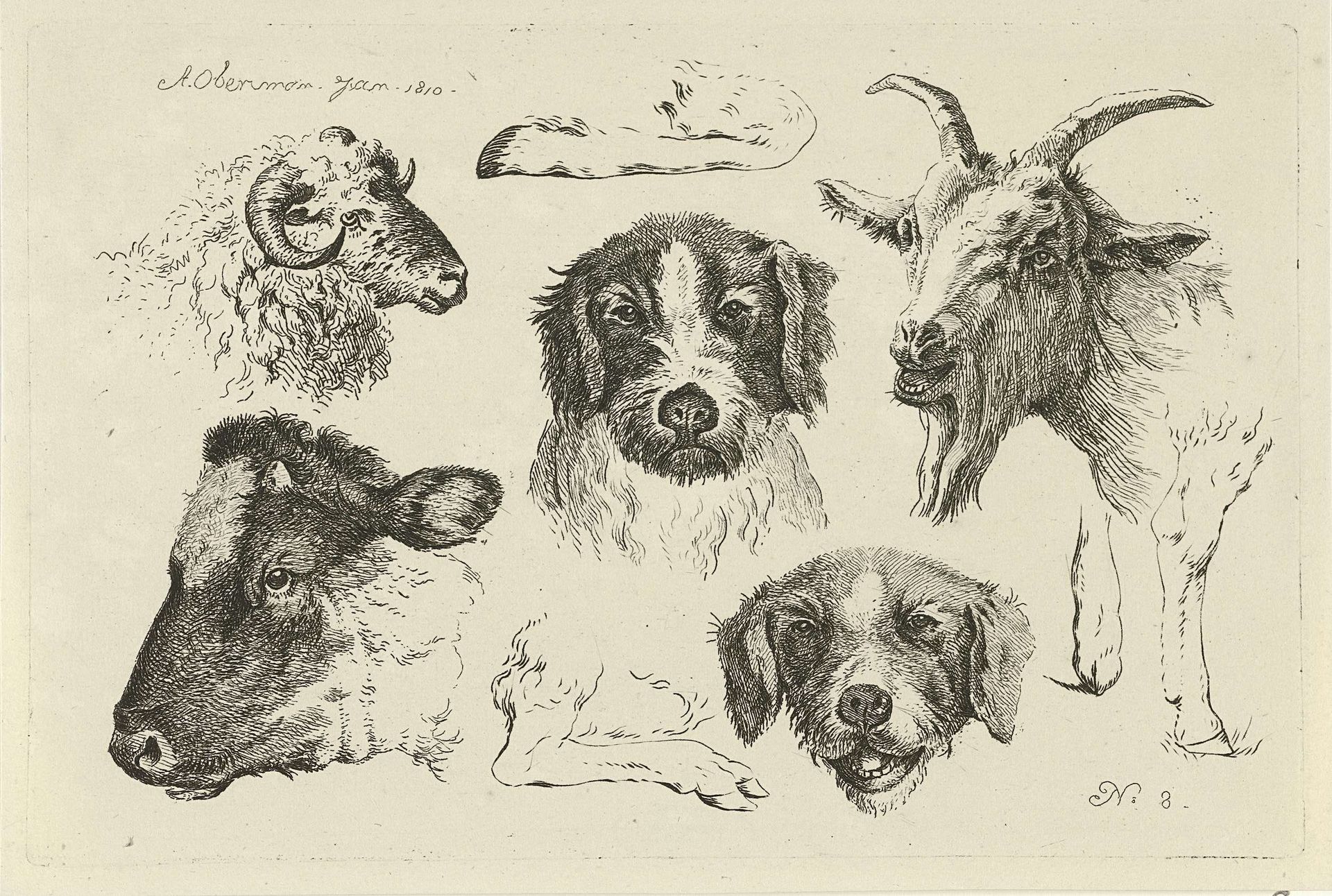 Dierenkoppen en -poten by Anthony Oberman