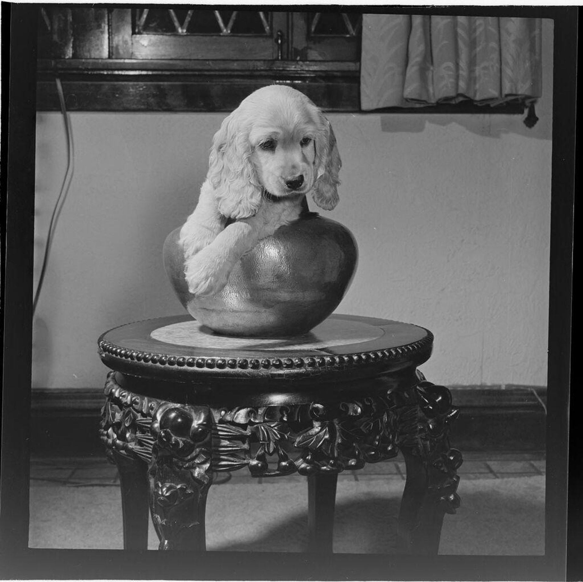 Untitled (dog on table) by Jack Gould