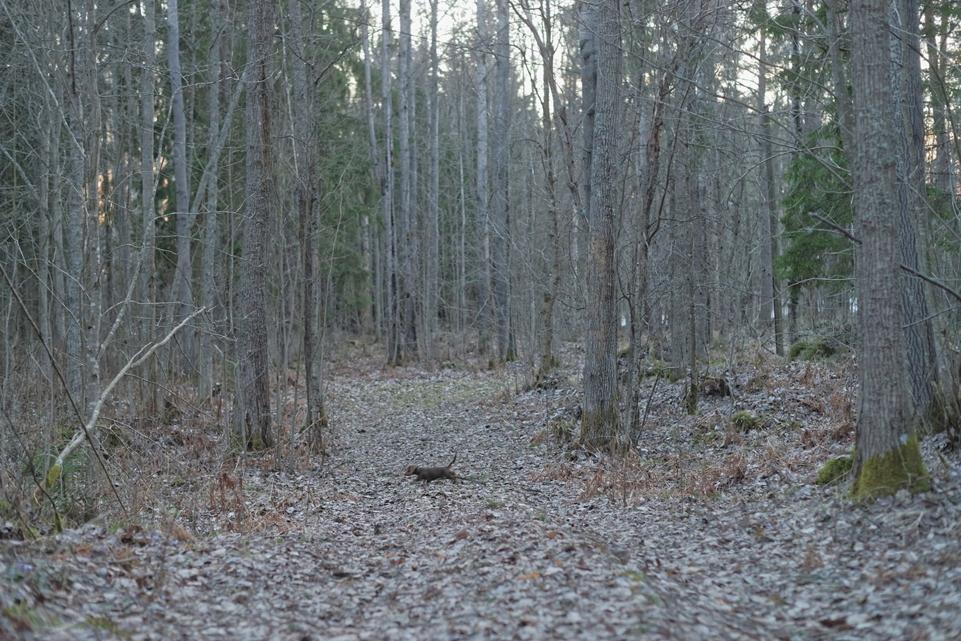 Marcello in Forest by Elina Brotherus