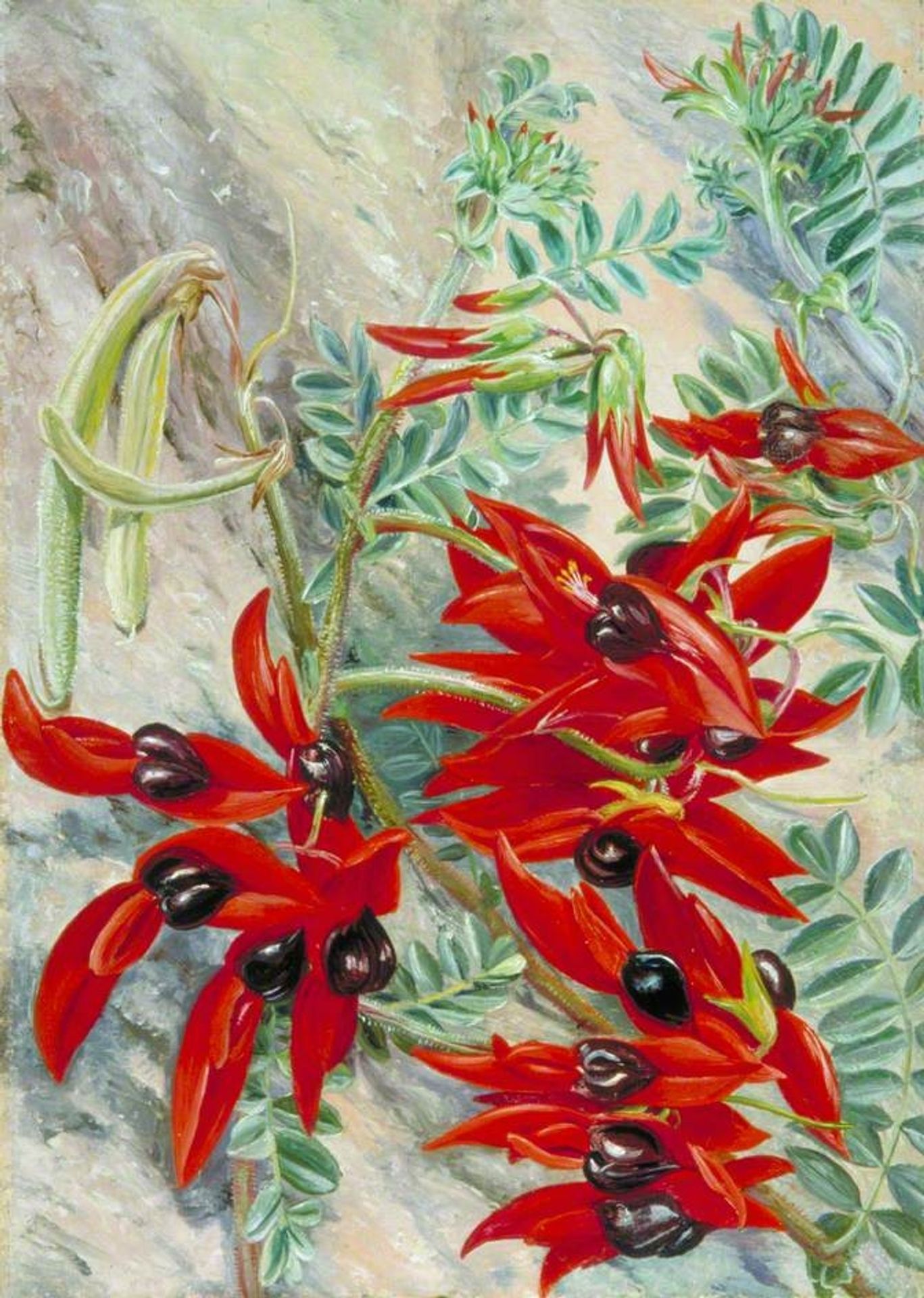 The Australian Parrot Flower by Marianne North