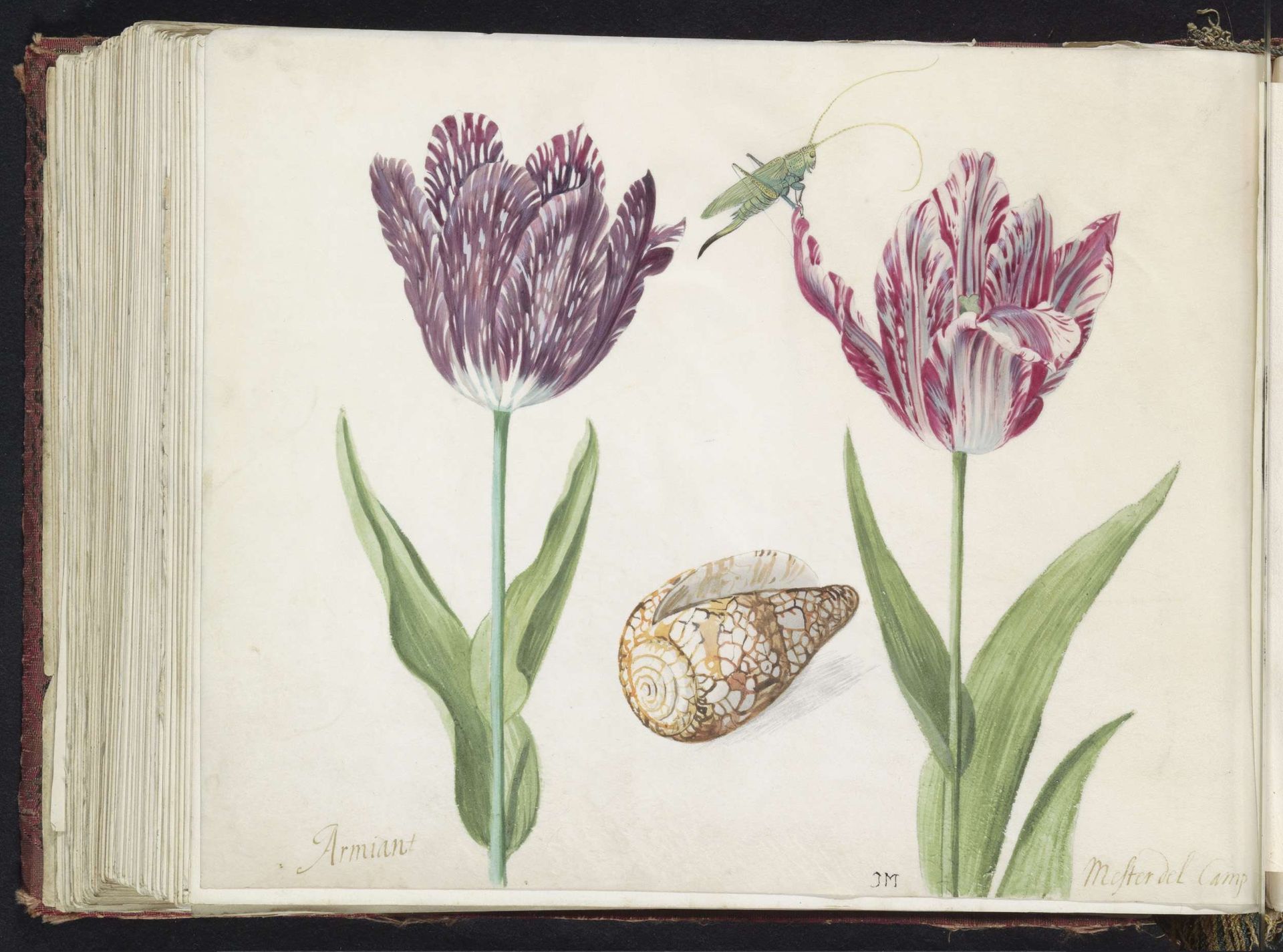 Twee tulpen met schelp en sprinkhaan by Jacob Marrel