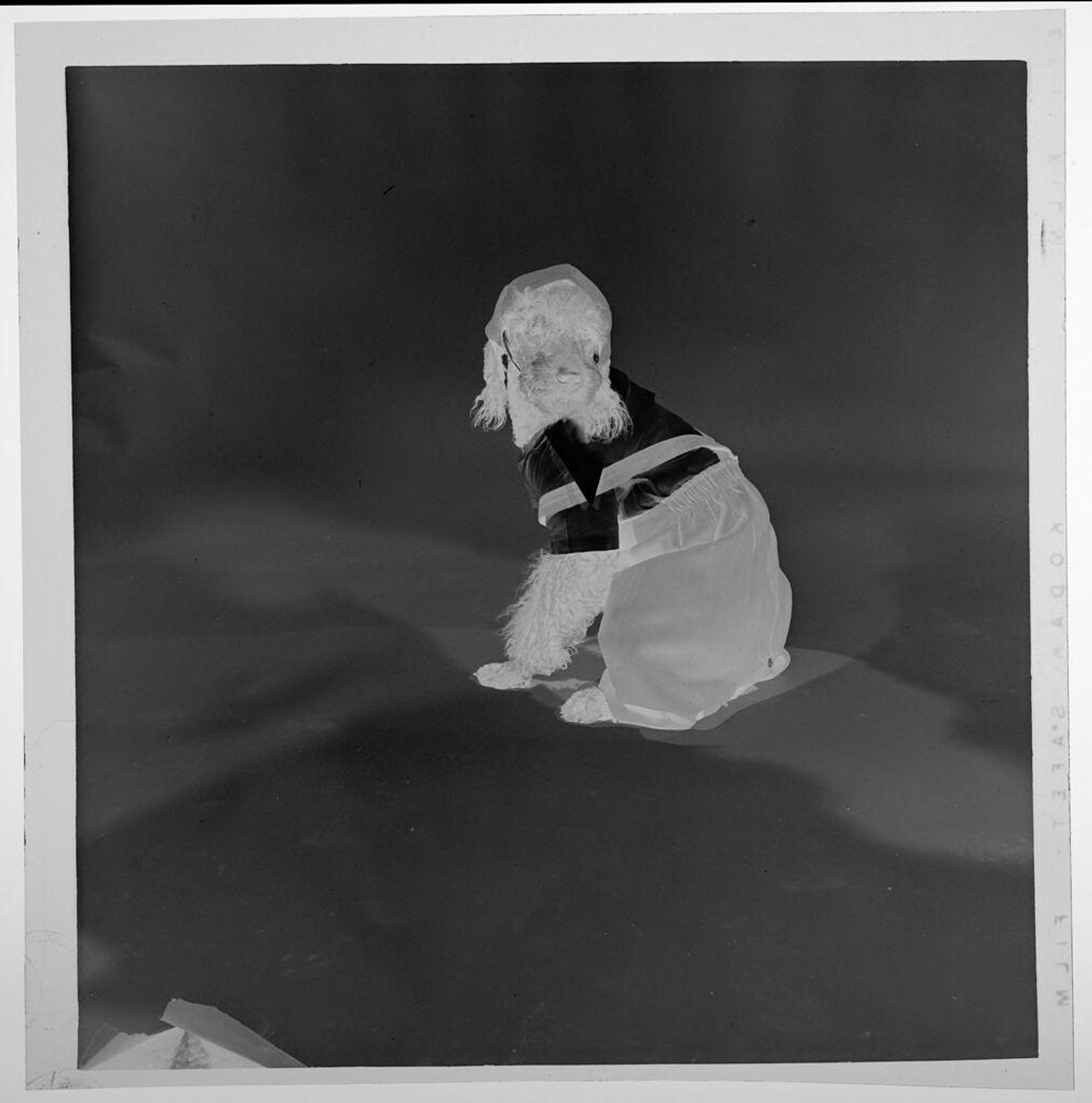 Untitled (poodle wearing pants, shirt, and suspenders) by Jack Gould