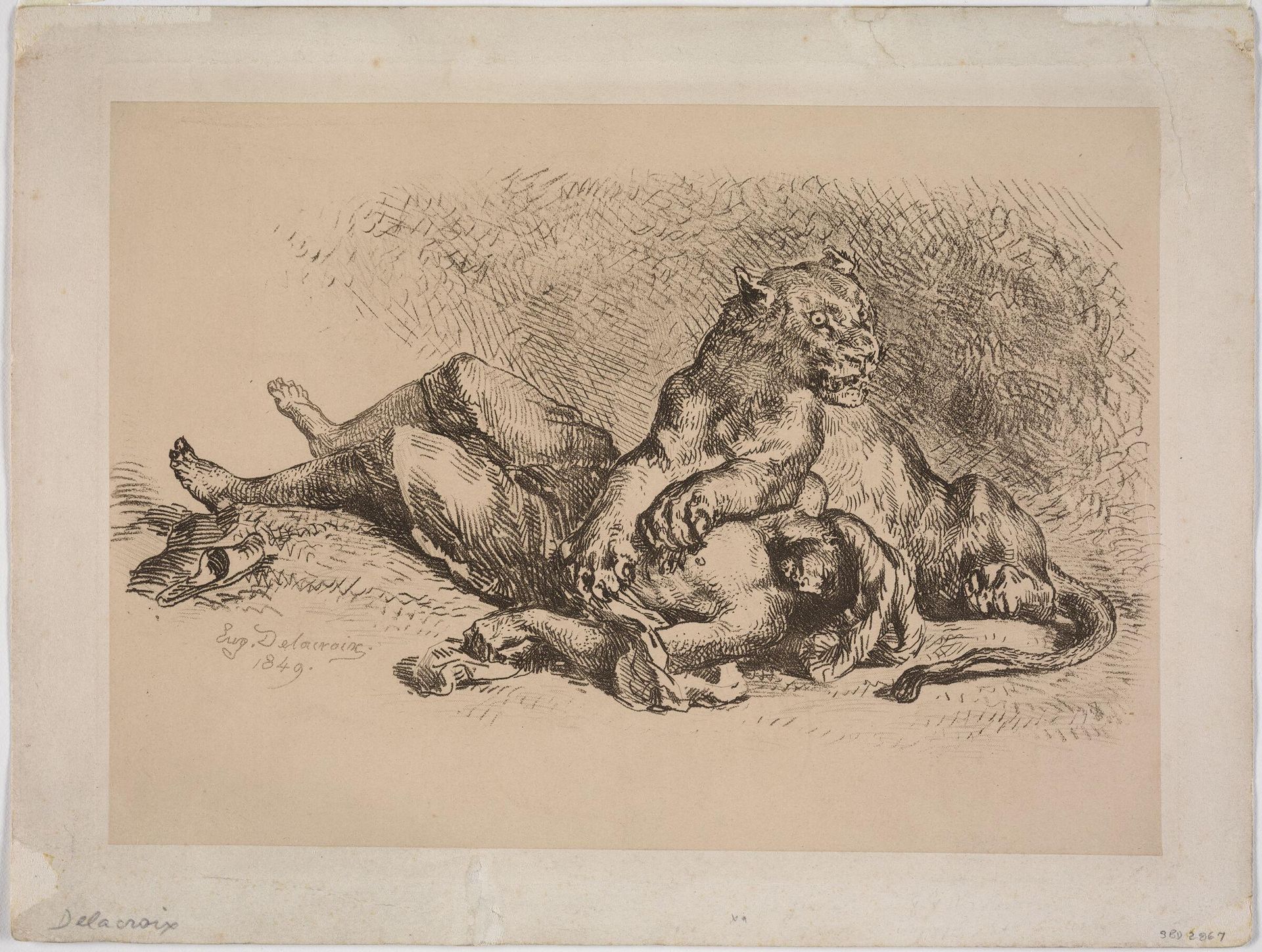Lioness Mauling the Chest of an Arab by Eugène Delacroix