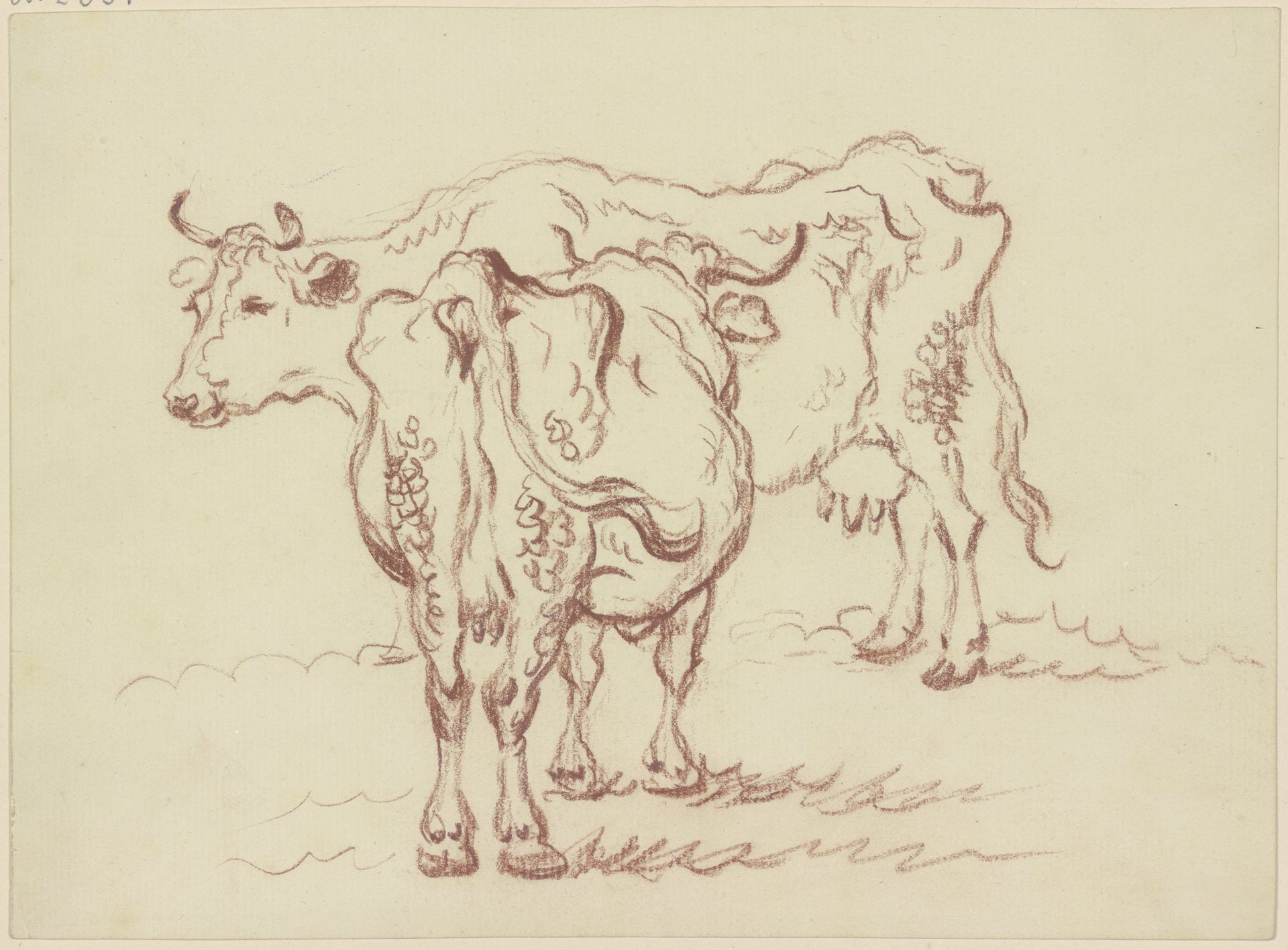 Two standing cows by Friedrich Wilhelm Hirt