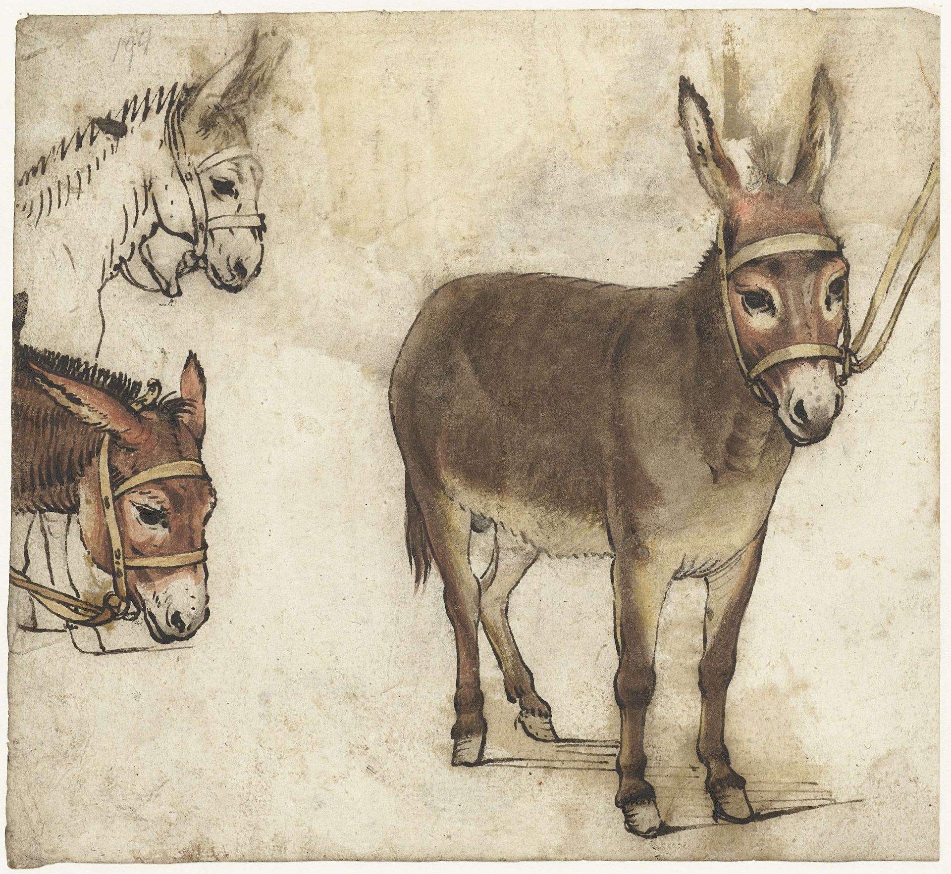 Studieblad met ezels by Gerard ter (I) Borch