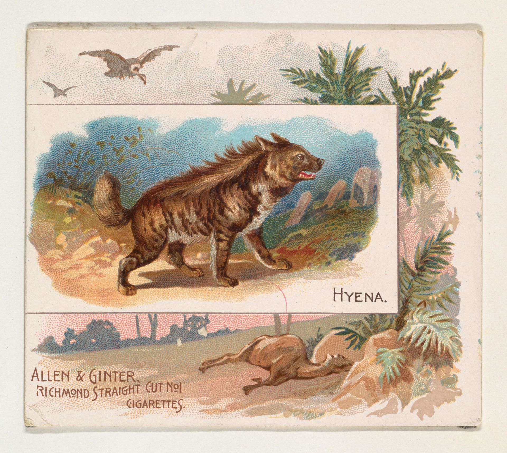 Hyena, from Quadrupeds series (N41) for Allen & Ginter Cigarettes by Allen & Ginter
