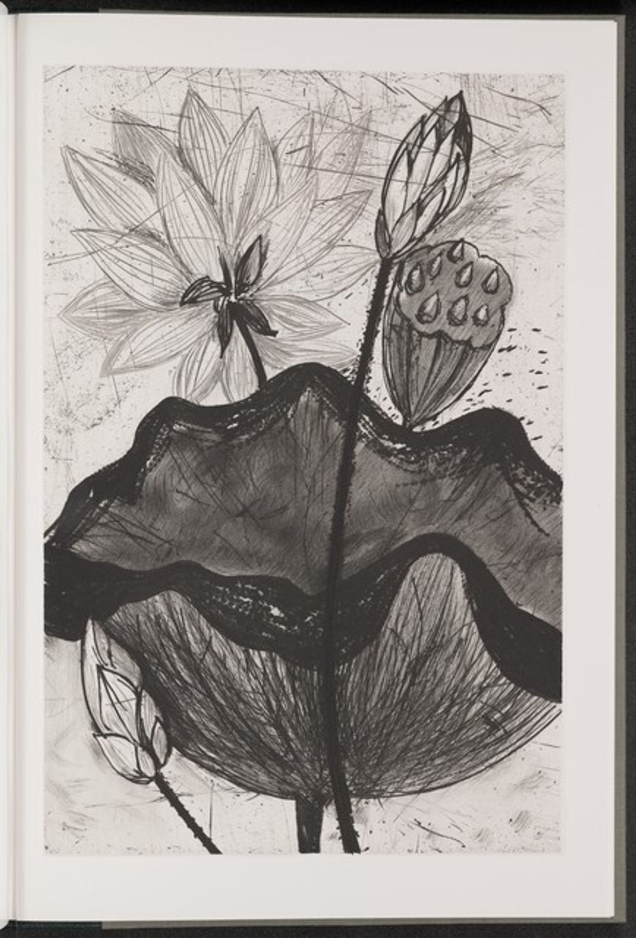 Sacred Lotus of the East by Jim Dine