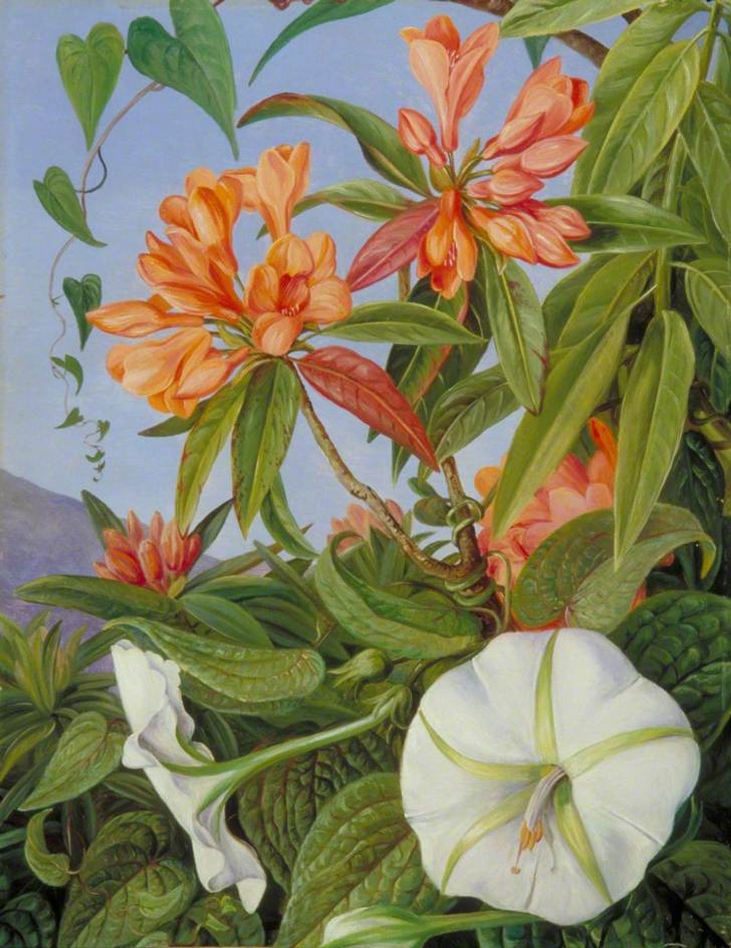 A Javan Rhododendron and Ipomoea by Marianne North