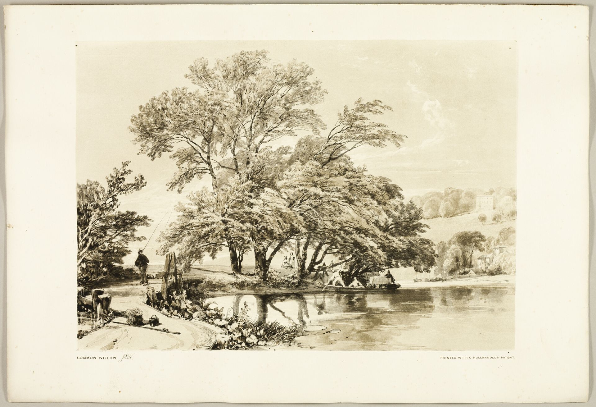 Common Willow, from The Park and the Forest by James Duffield Harding