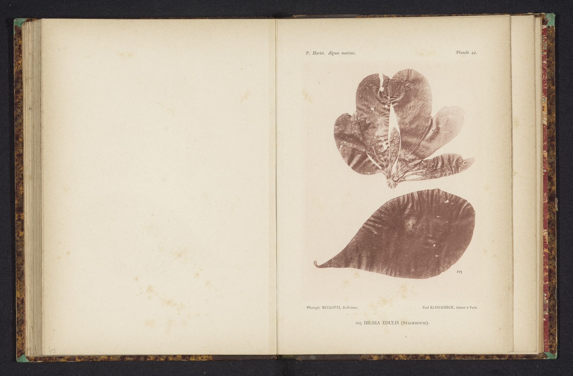 Dilsea edulis by Anonymous