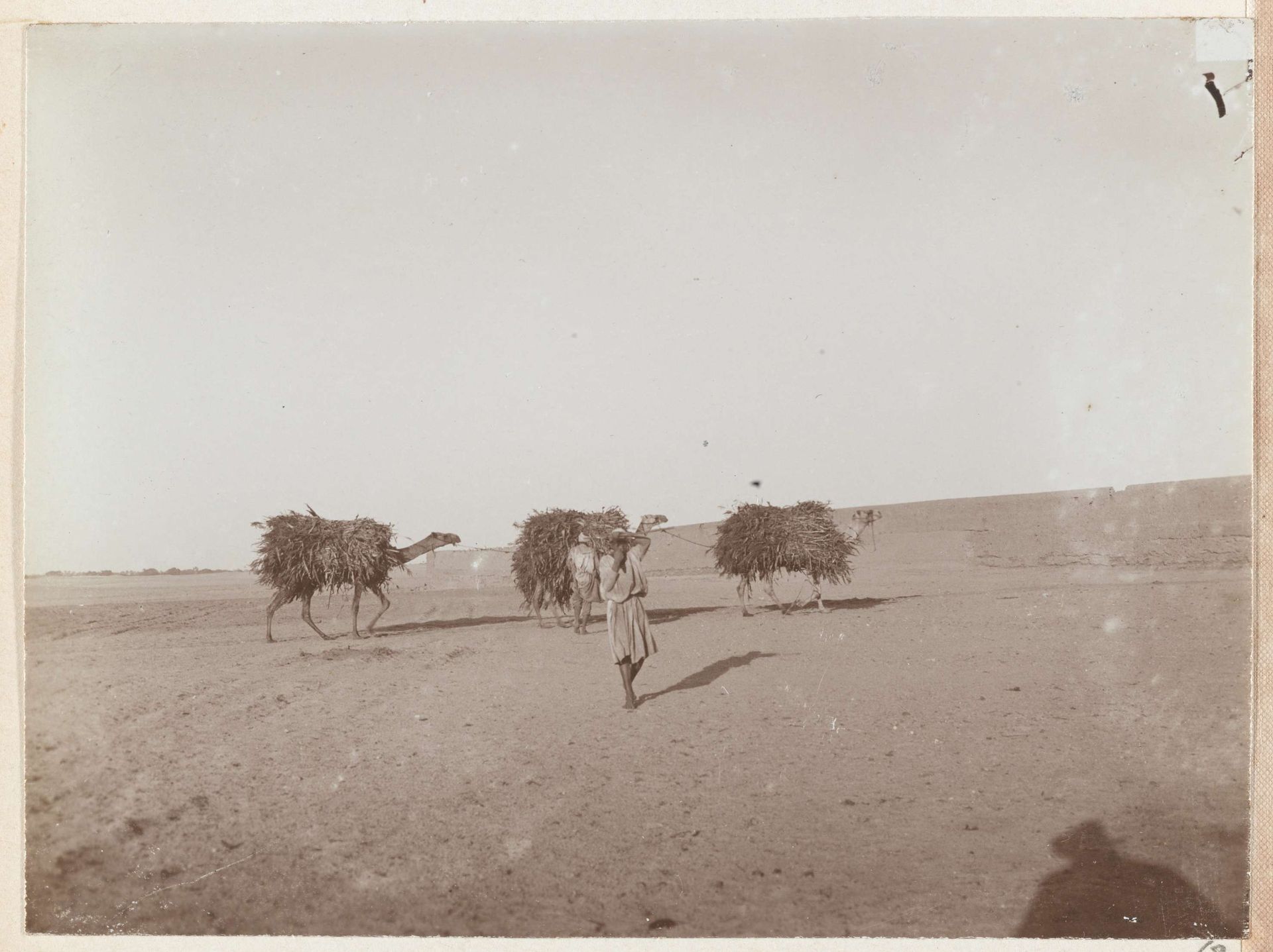 Drie dromedarissen die met voer zijn beladen by Johannes Lodewijk Heldring