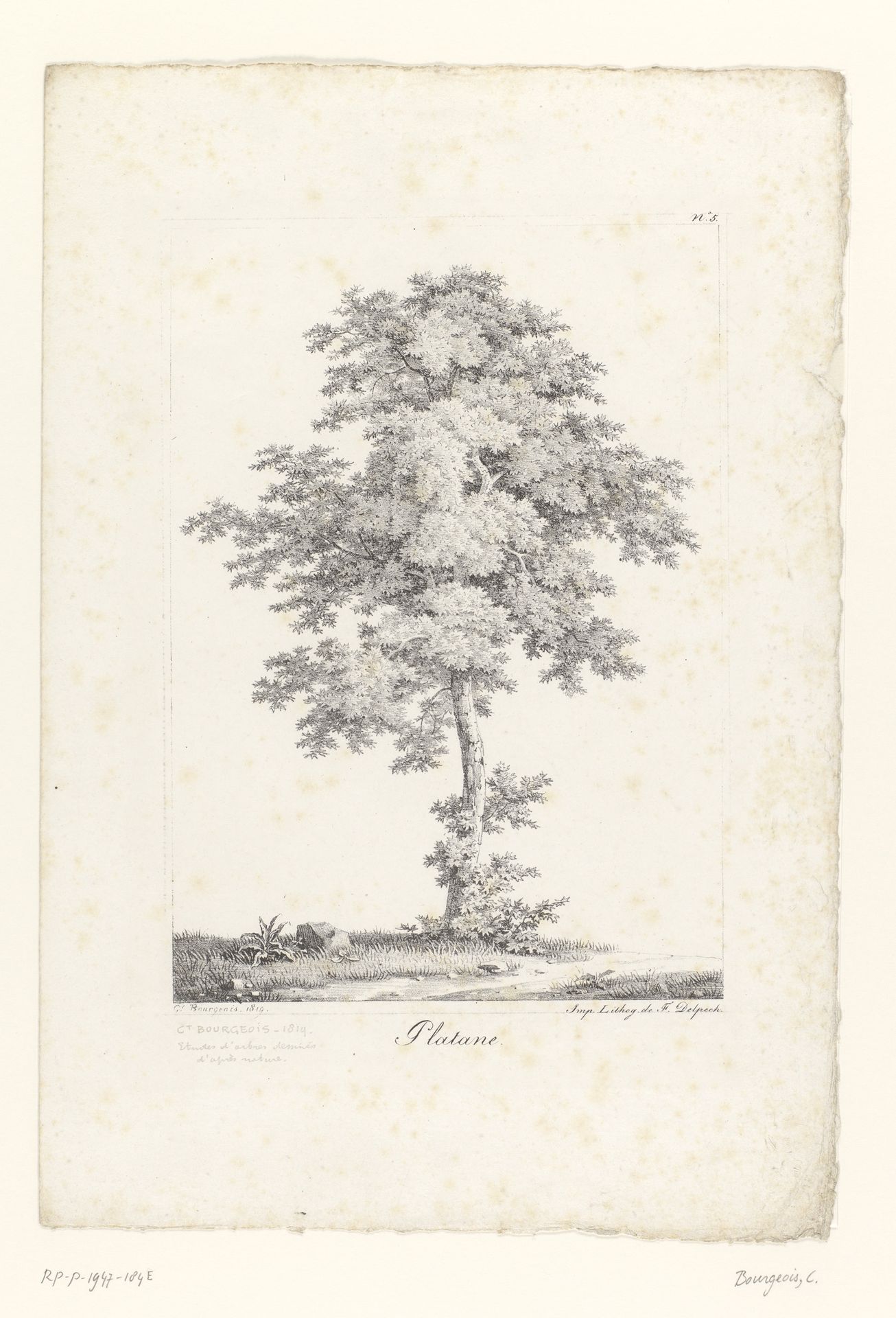 Plataan by Constant Bourgeois