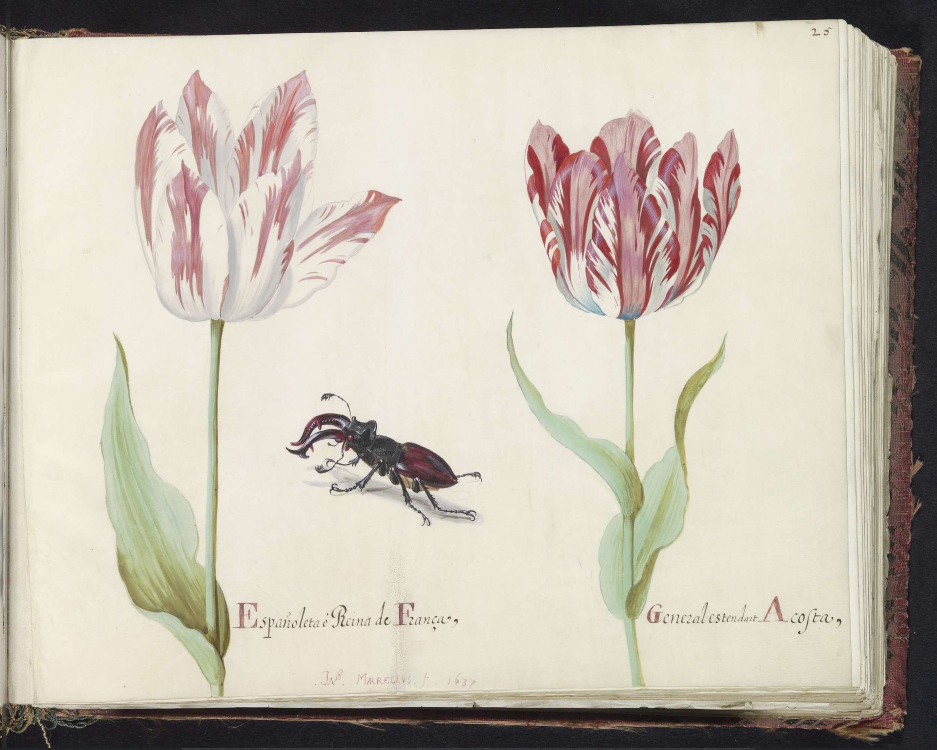 Twee tulpen met vliegend hert by Jacob Marrel