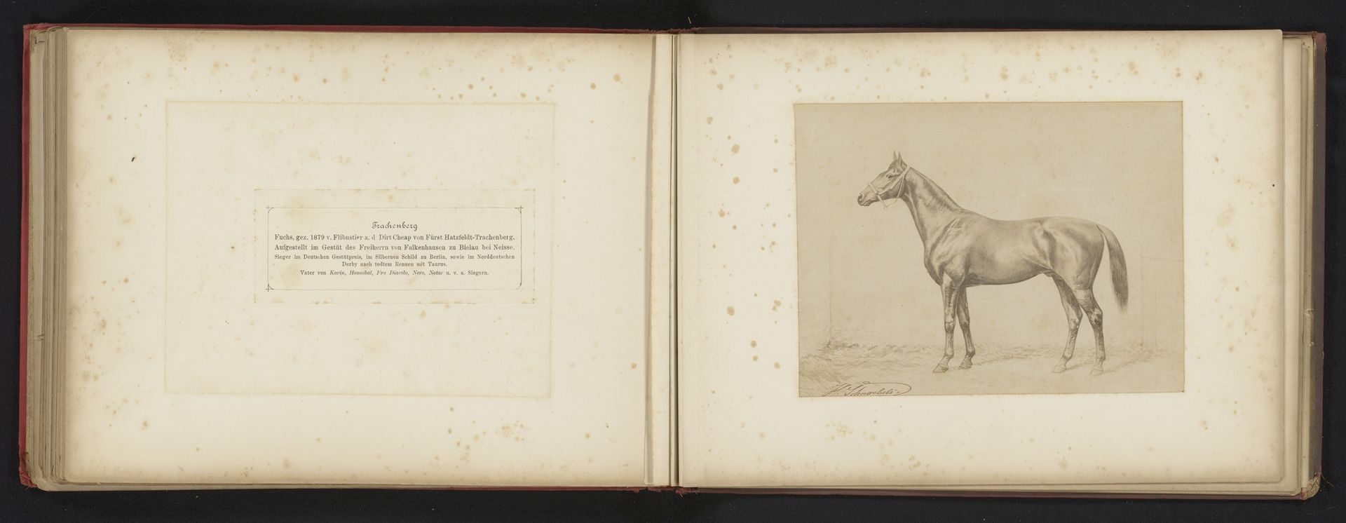 Fotoreproductie van een tekening van een paard, genaamd Trachenberg, door H. Schnaebeli by H. Schnaebeli