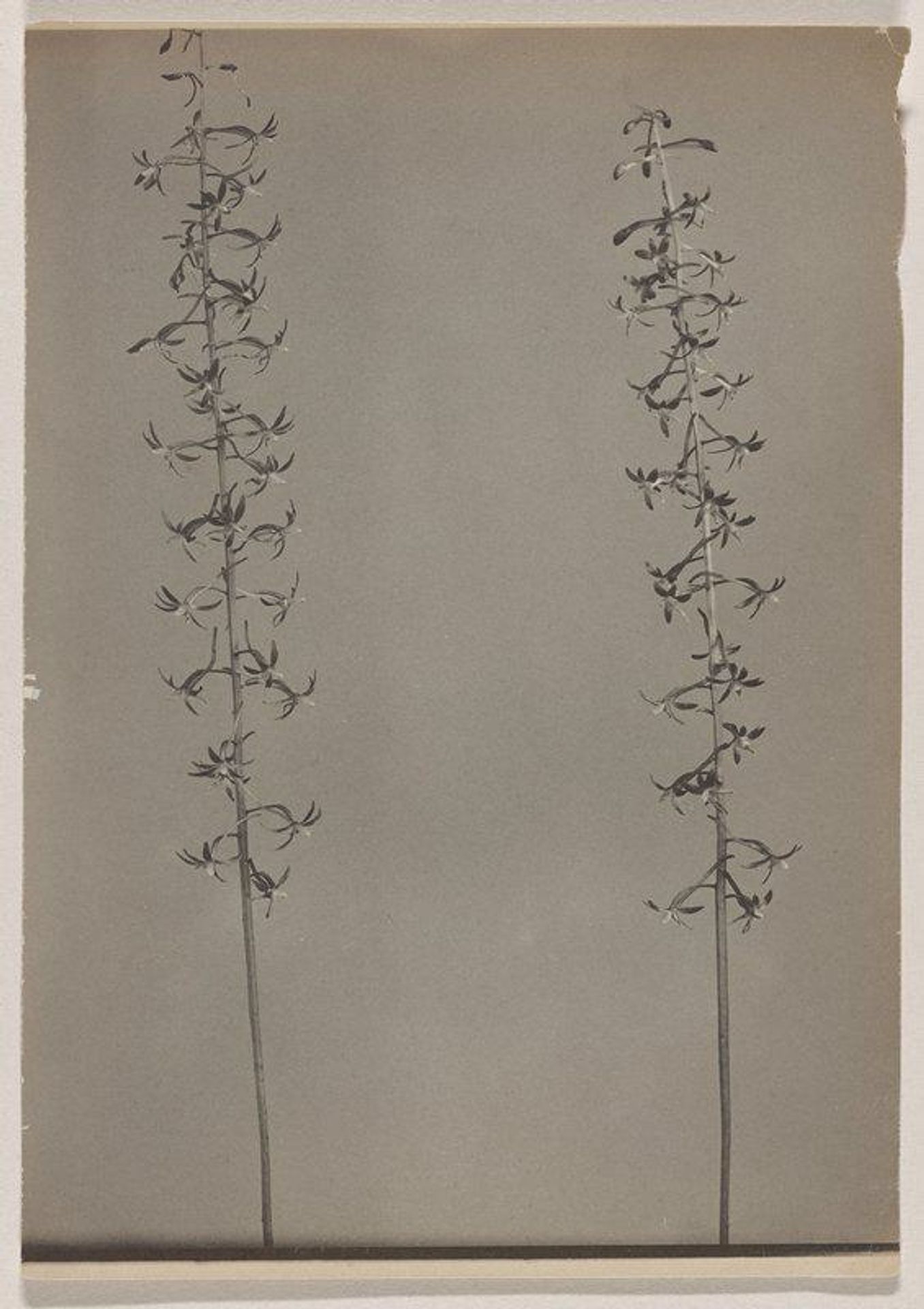 Tipularia discolor- Crane-fly Orchis by Edwin Hale Lincoln