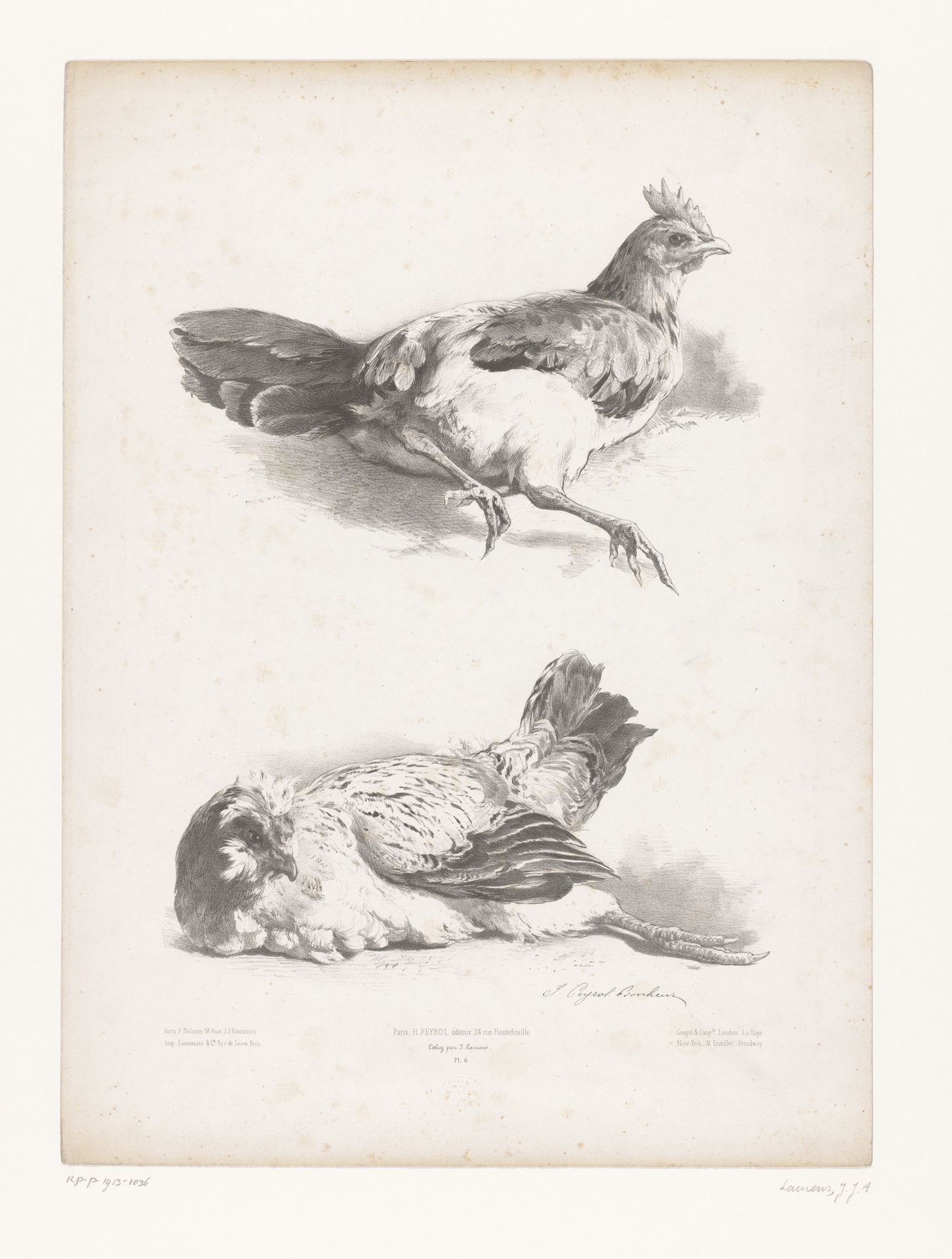Studie van twee liggende kippen by Jules Laurens