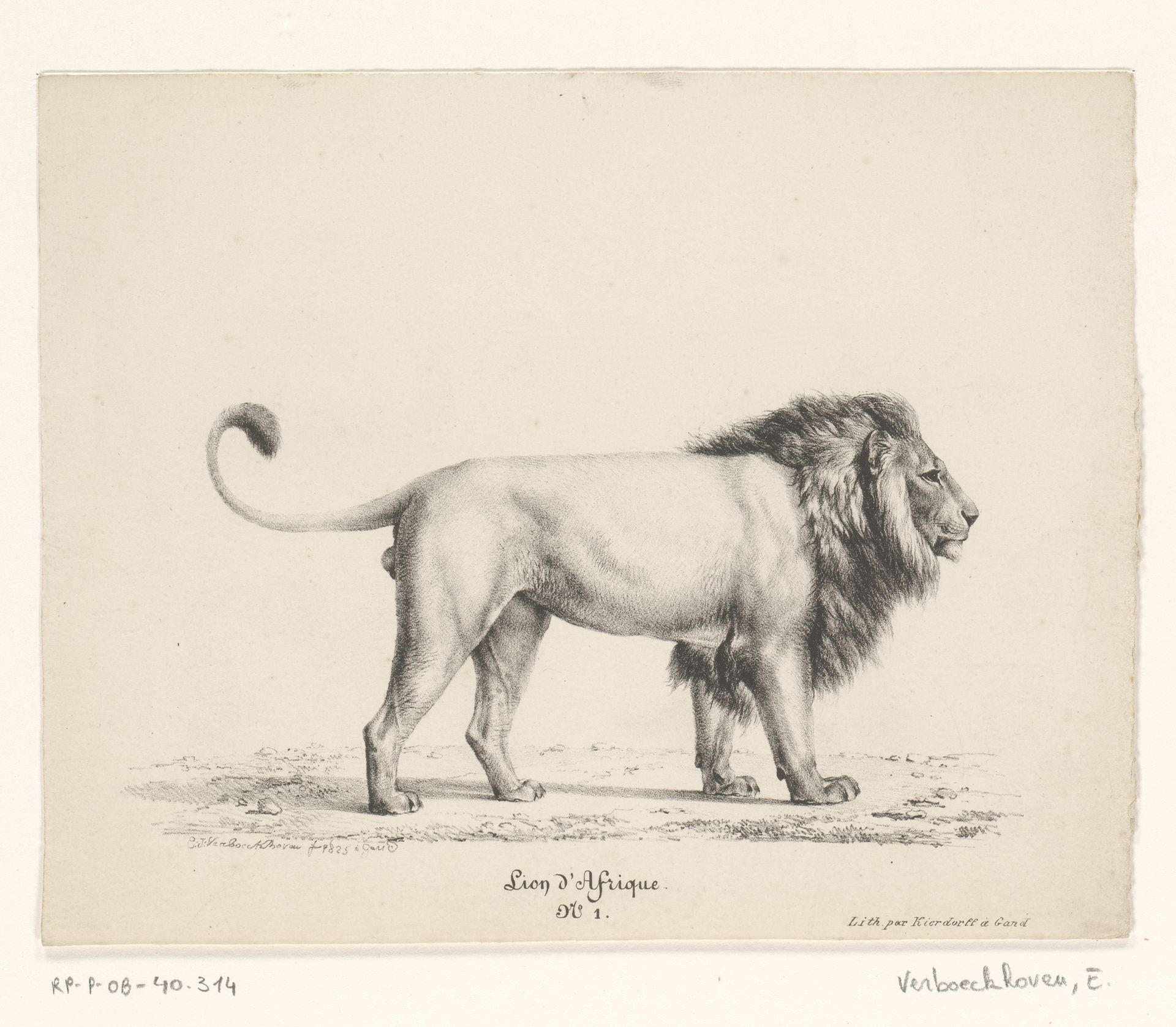 Afrikaanse leeuw by Eugène Verboeckhoven