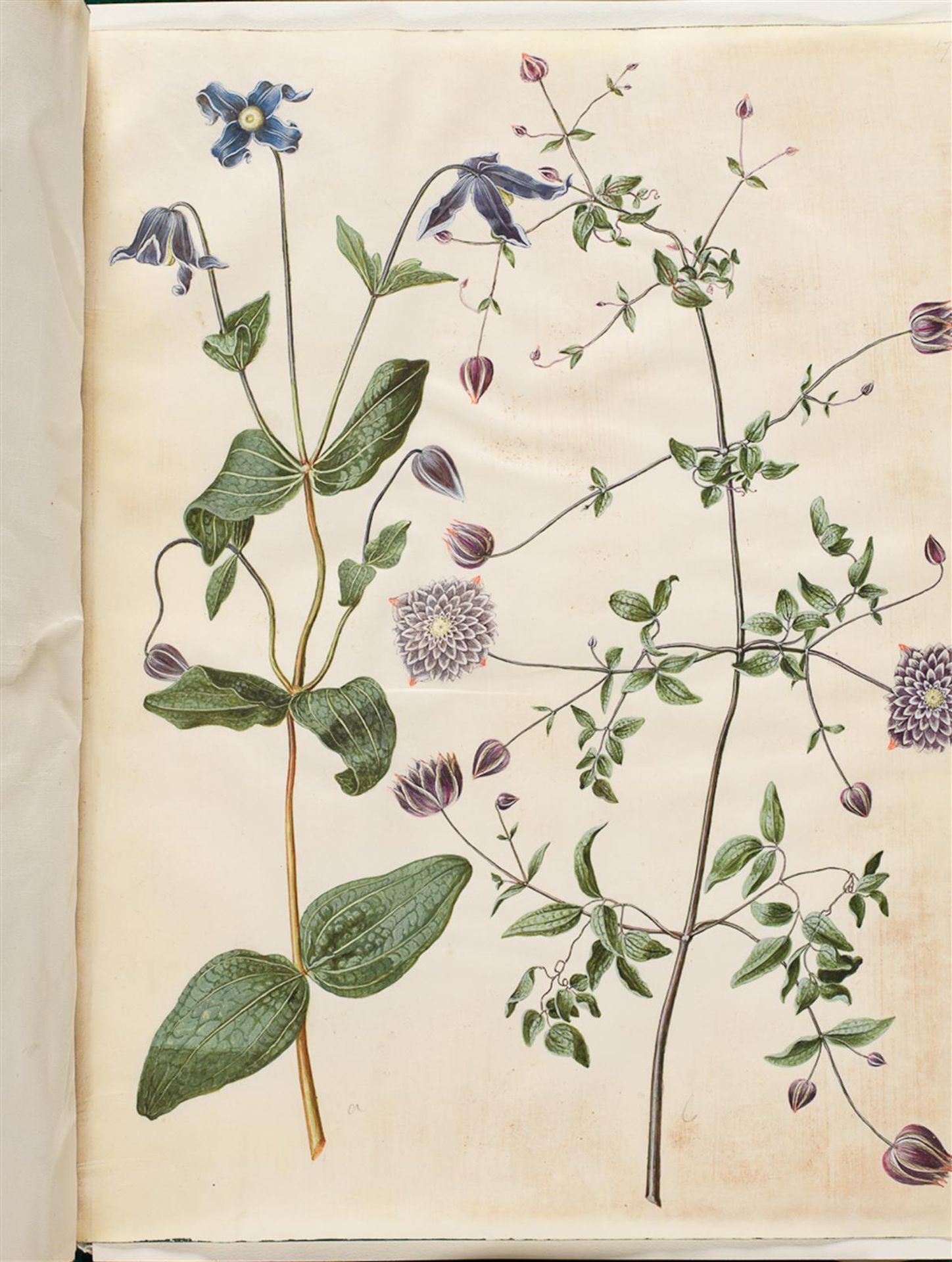 Clematis integrifolia (blå staudeklematis); Clematis viticella (italiensk skovranke) by Hans Simon Holtzbecker