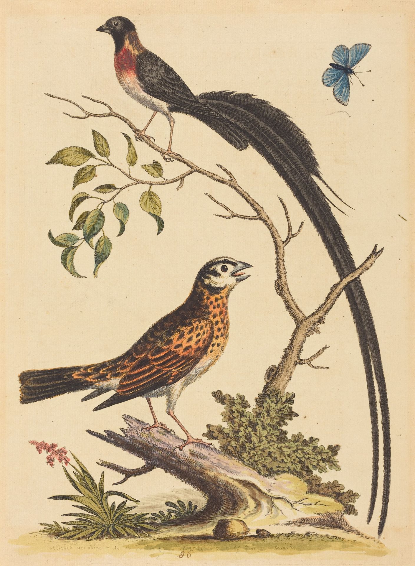 Two Birds, One with Very Long Tailfeathers, and Blue Butterfly by George Edwards