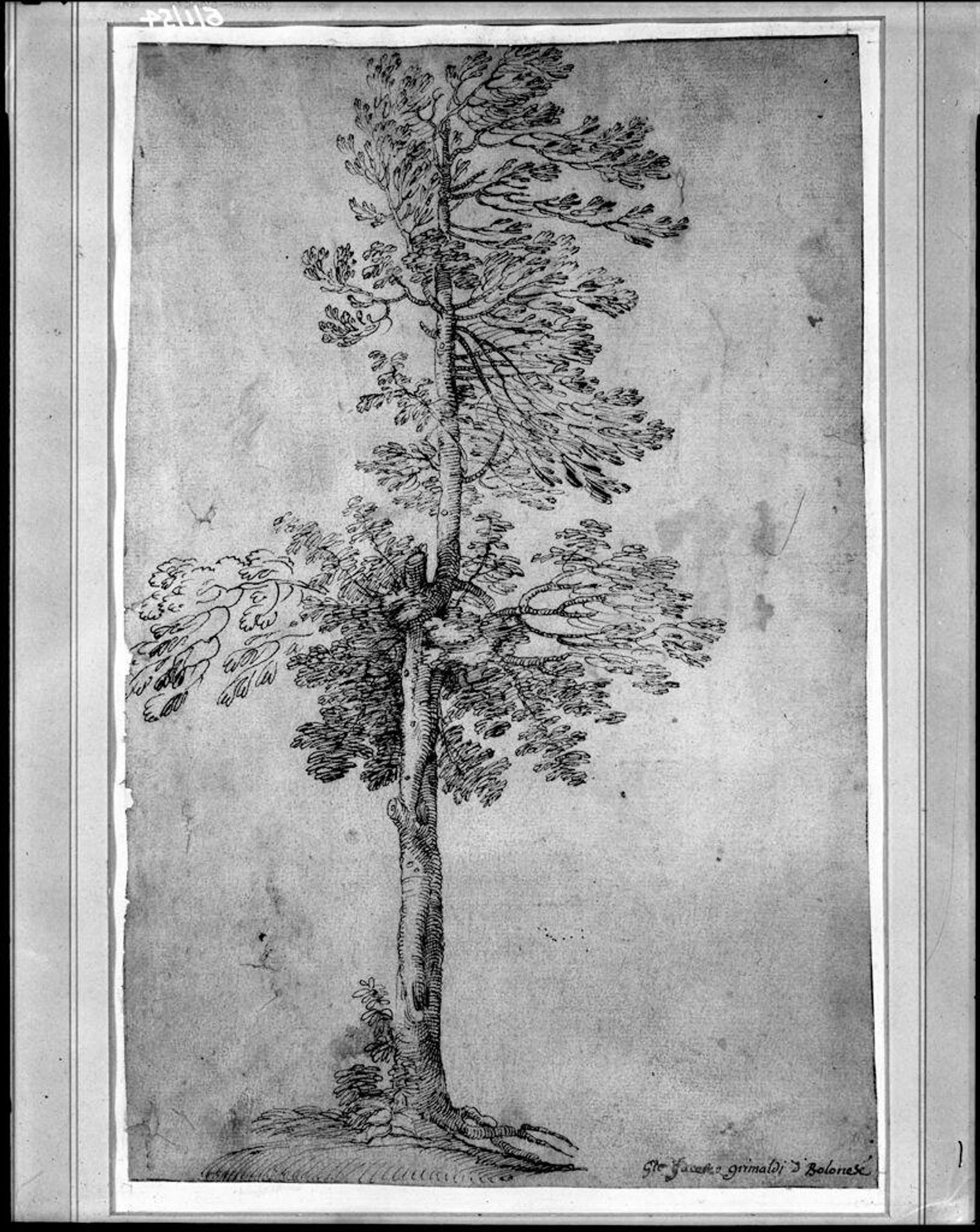 Study of a Tree; verso: Two Sketches by Attributed to Giovanni Francesco Grimaldi