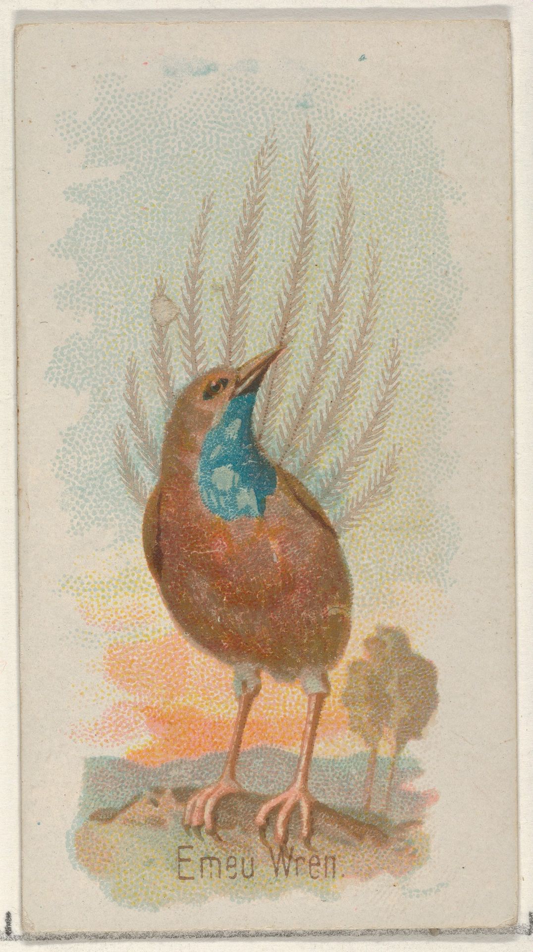 Emeu Wren, from the Song Birds of the World series (N23) for Allen & Ginter Cigarettes by Allen & Ginter