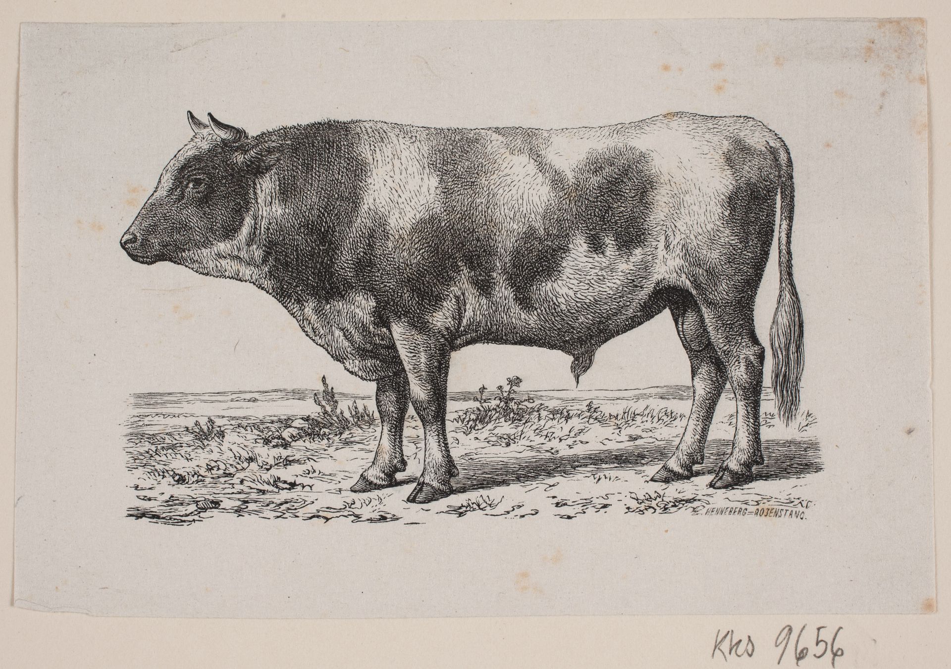 En tyr by Johan Frederik Rosenstand