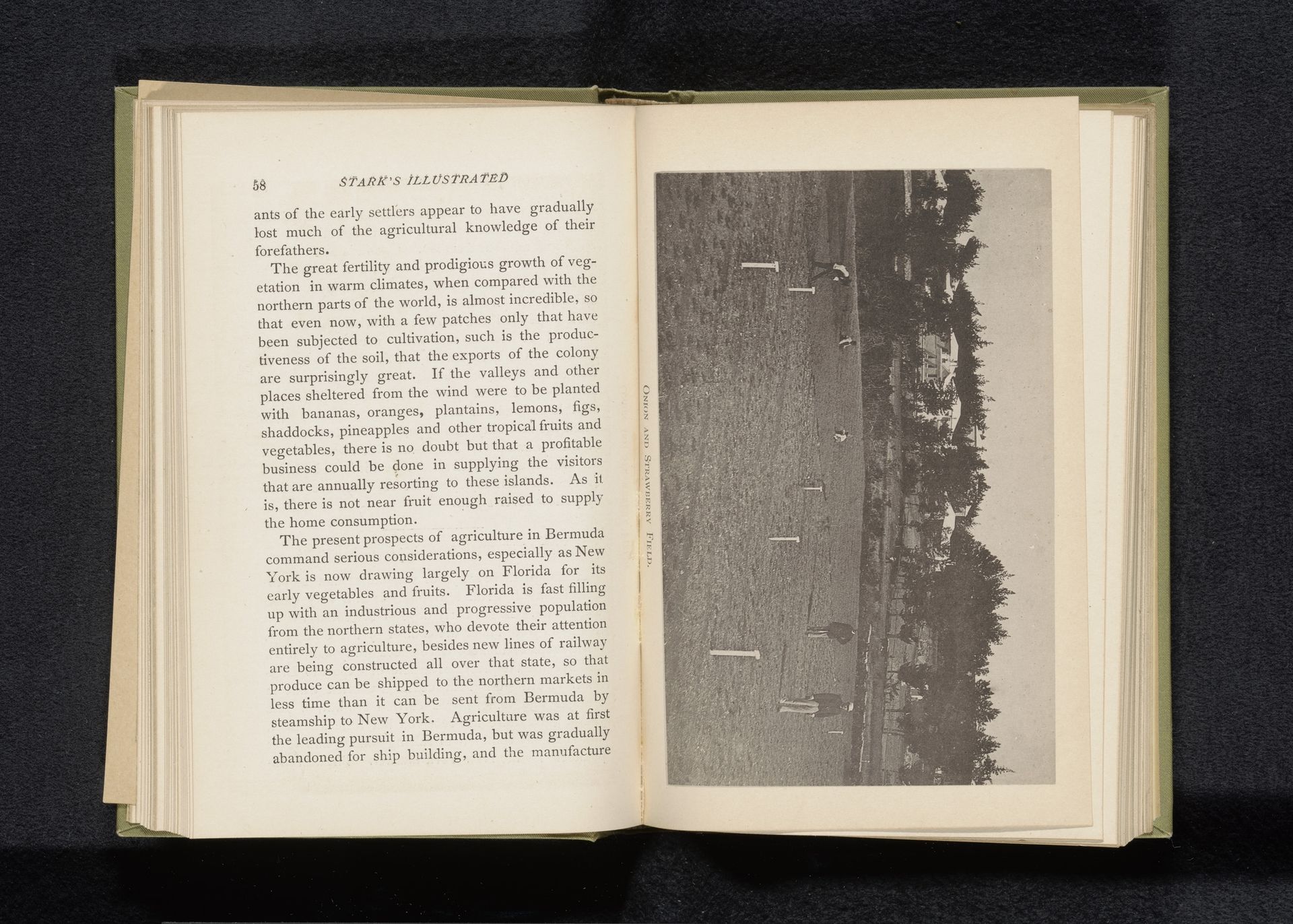 Onion and strawberry field by James H. Stark