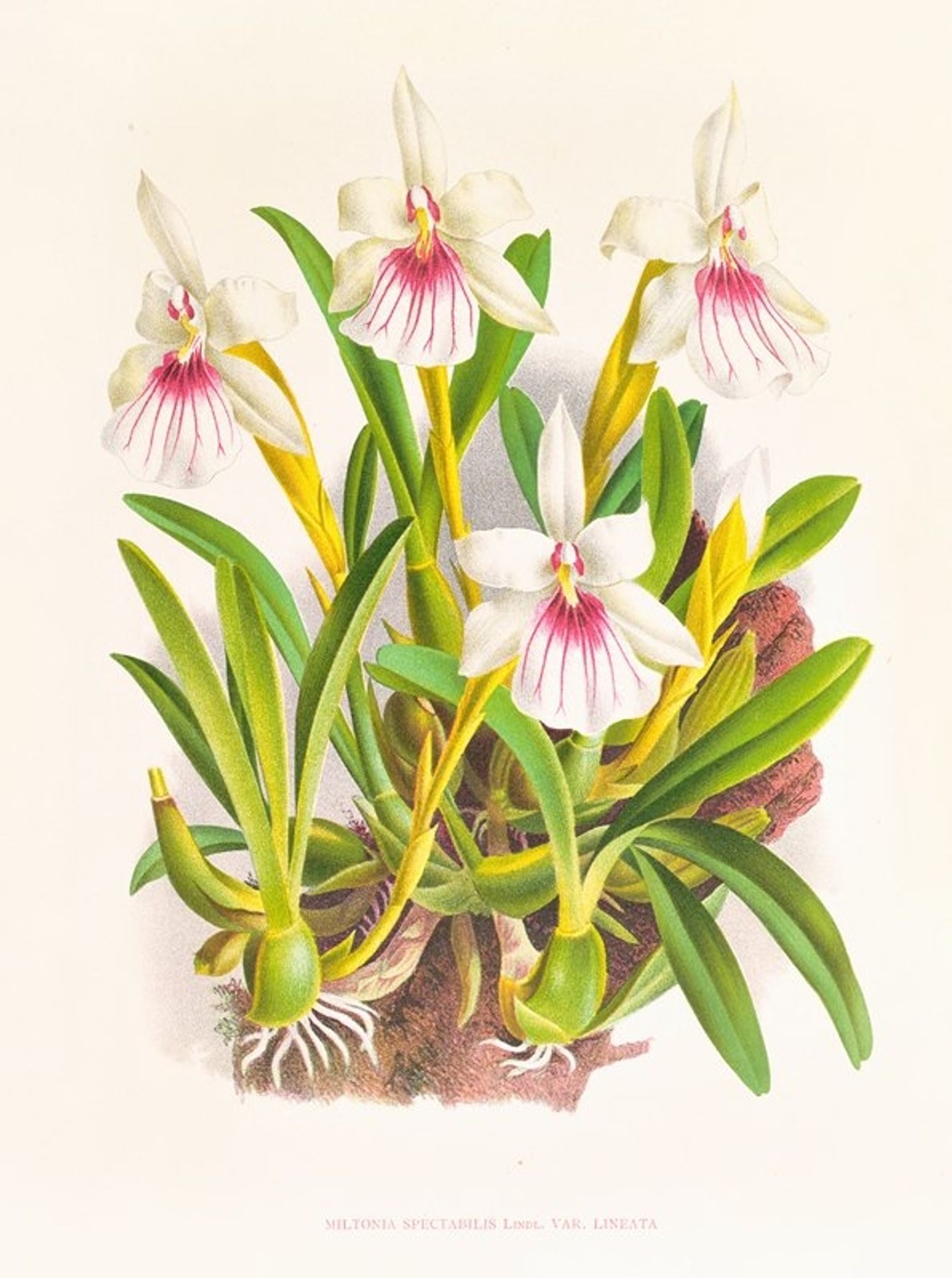 Miltonia spectabilis by Jean Jules Linden