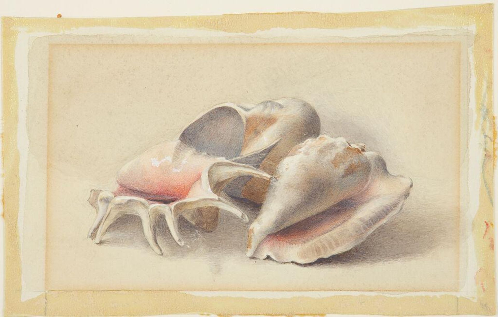 Sea Shells by Martin Mower