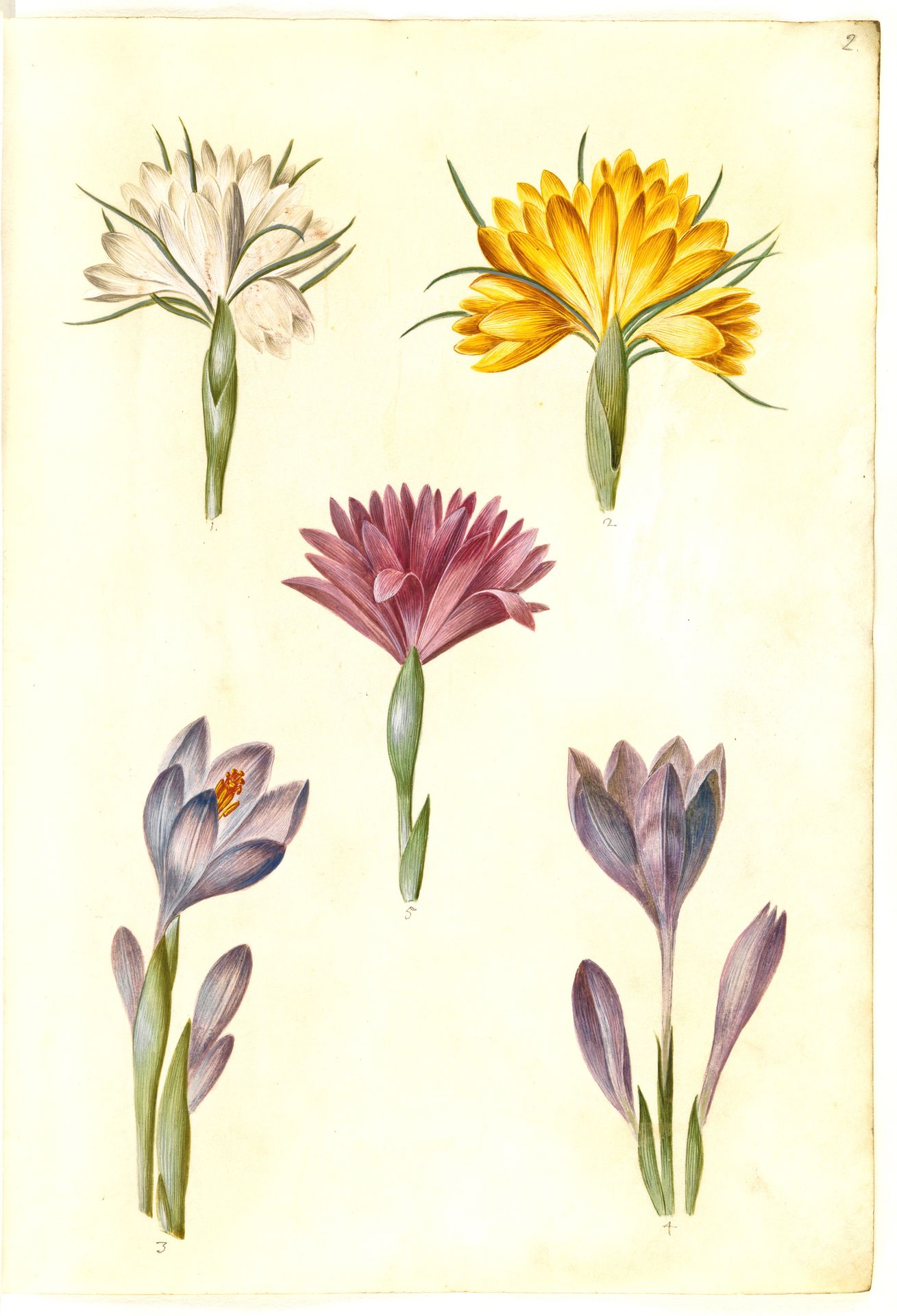 Crocus vernus (vår-krokus); Crocus angustifolius (balkan-krokus); Bulbocodium vernum (?) (vår-lysblomst) by Hans Simon Holtzbecker