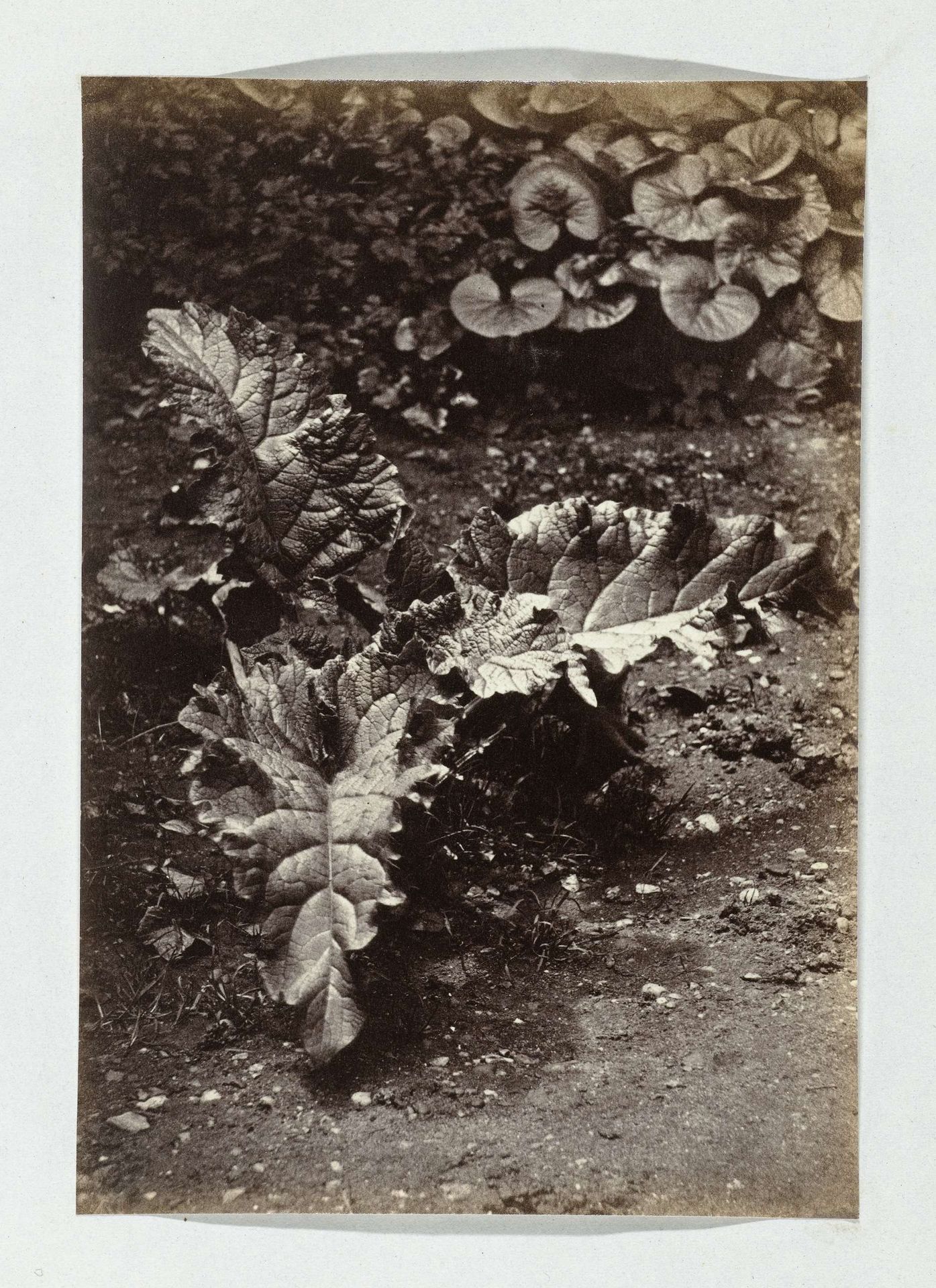 Plantstudie by Robert Burrows