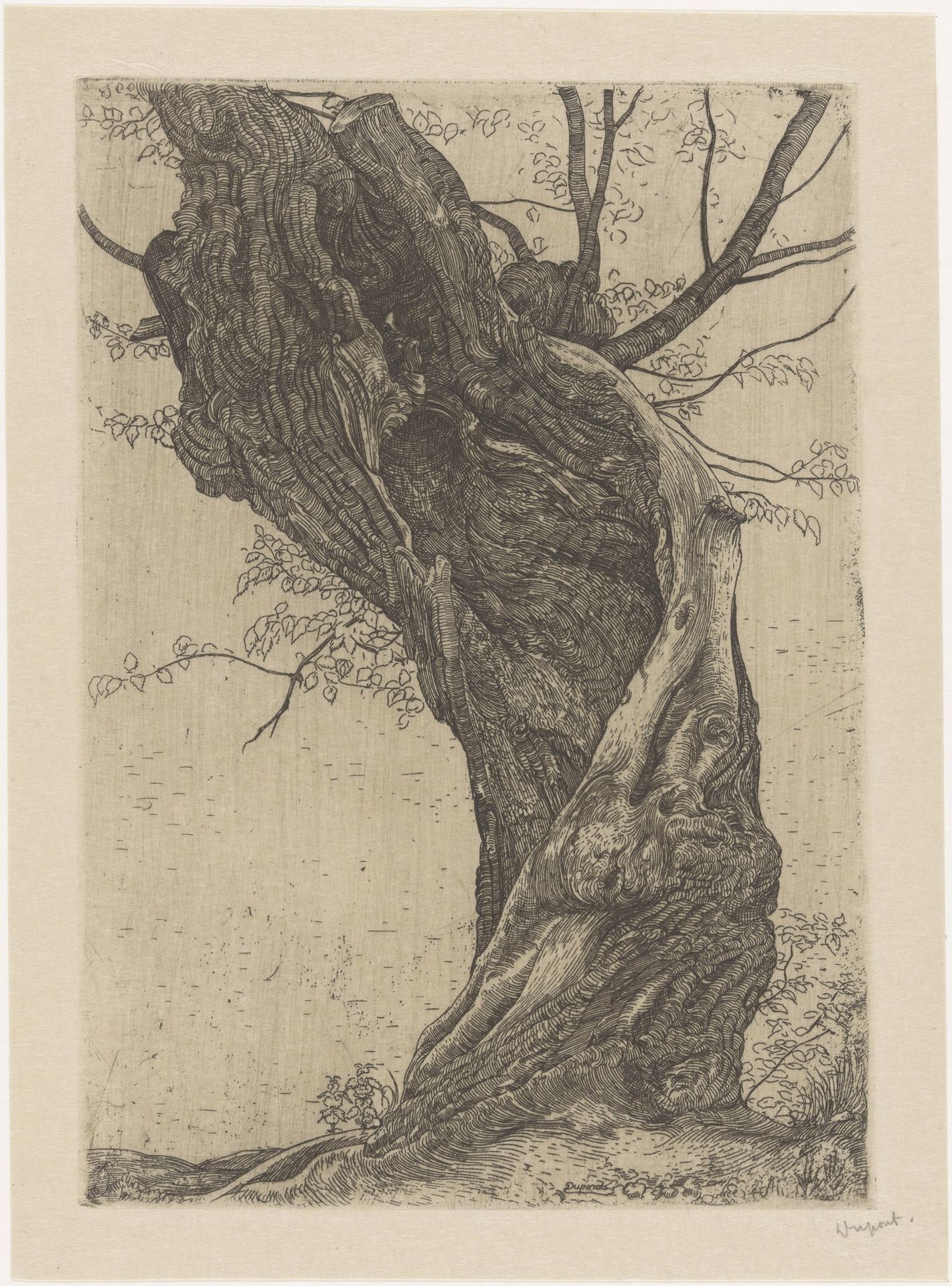 Wilg by Pieter Dupont