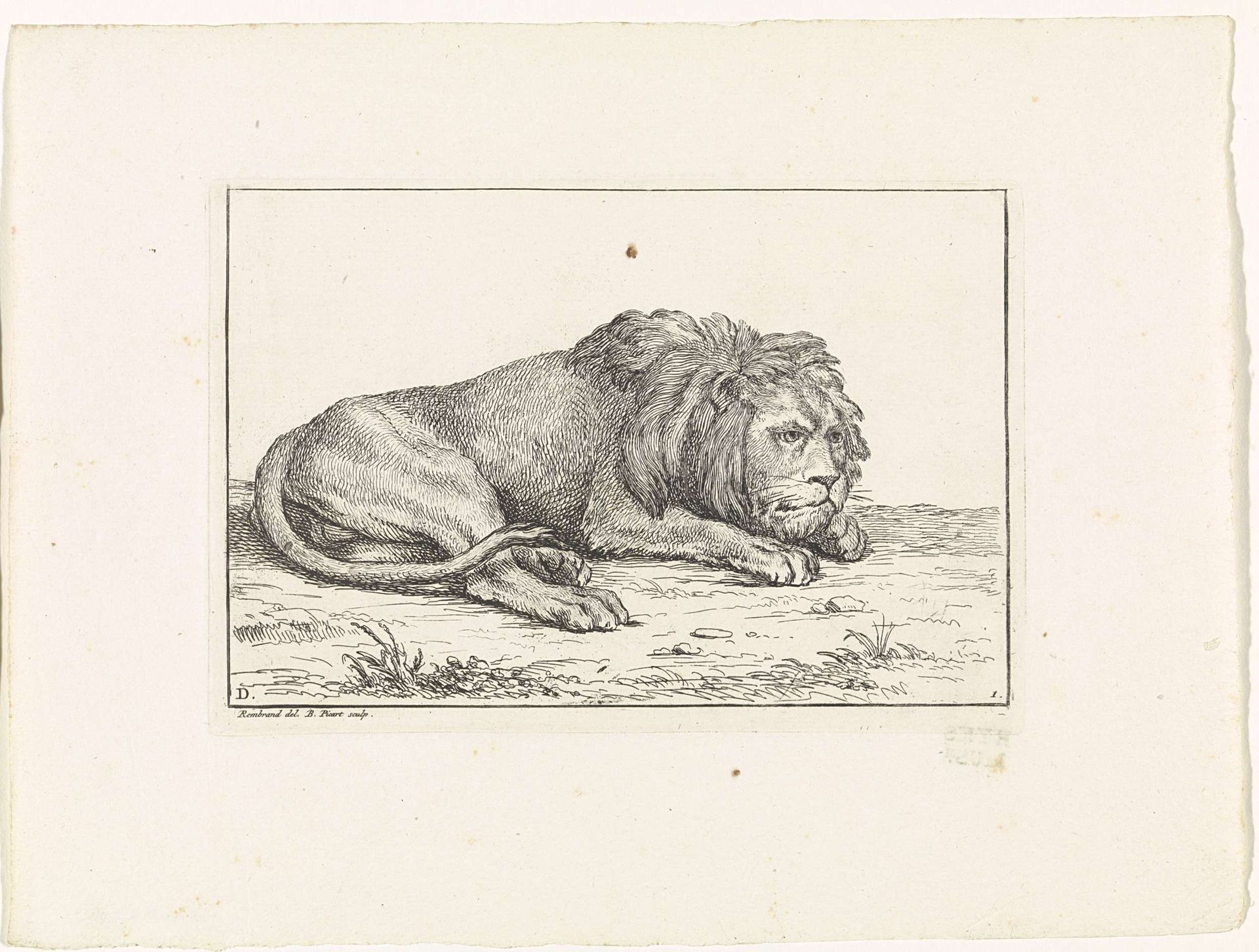 Liggende leeuw by Bernard Picart
