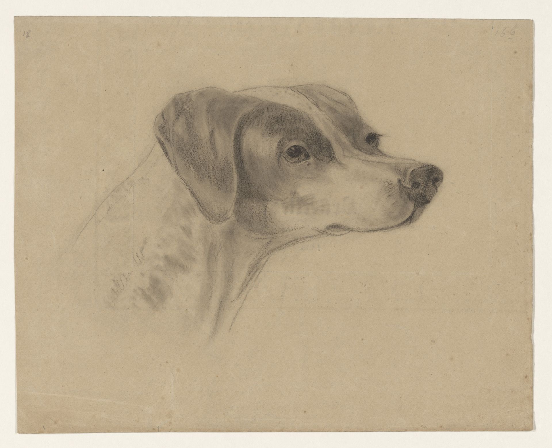 Kop van een hond, naar rechts by Johannes Tavenraat